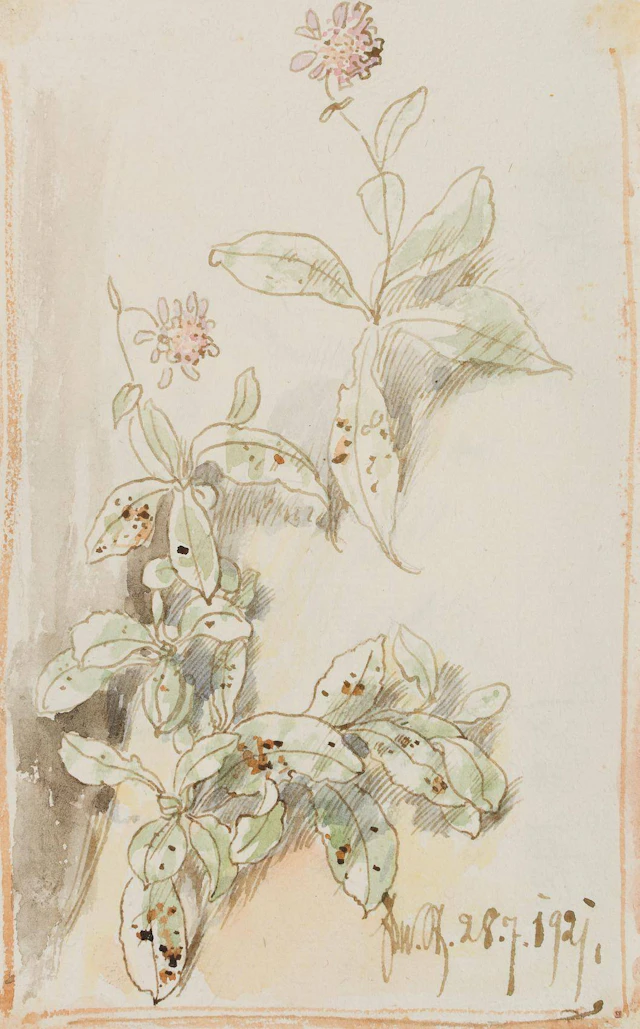 Violette Blütenpflanzen | 17430