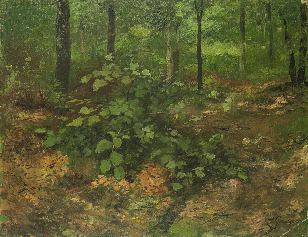 Waldbodenstrauch im Sommerwald | 62039