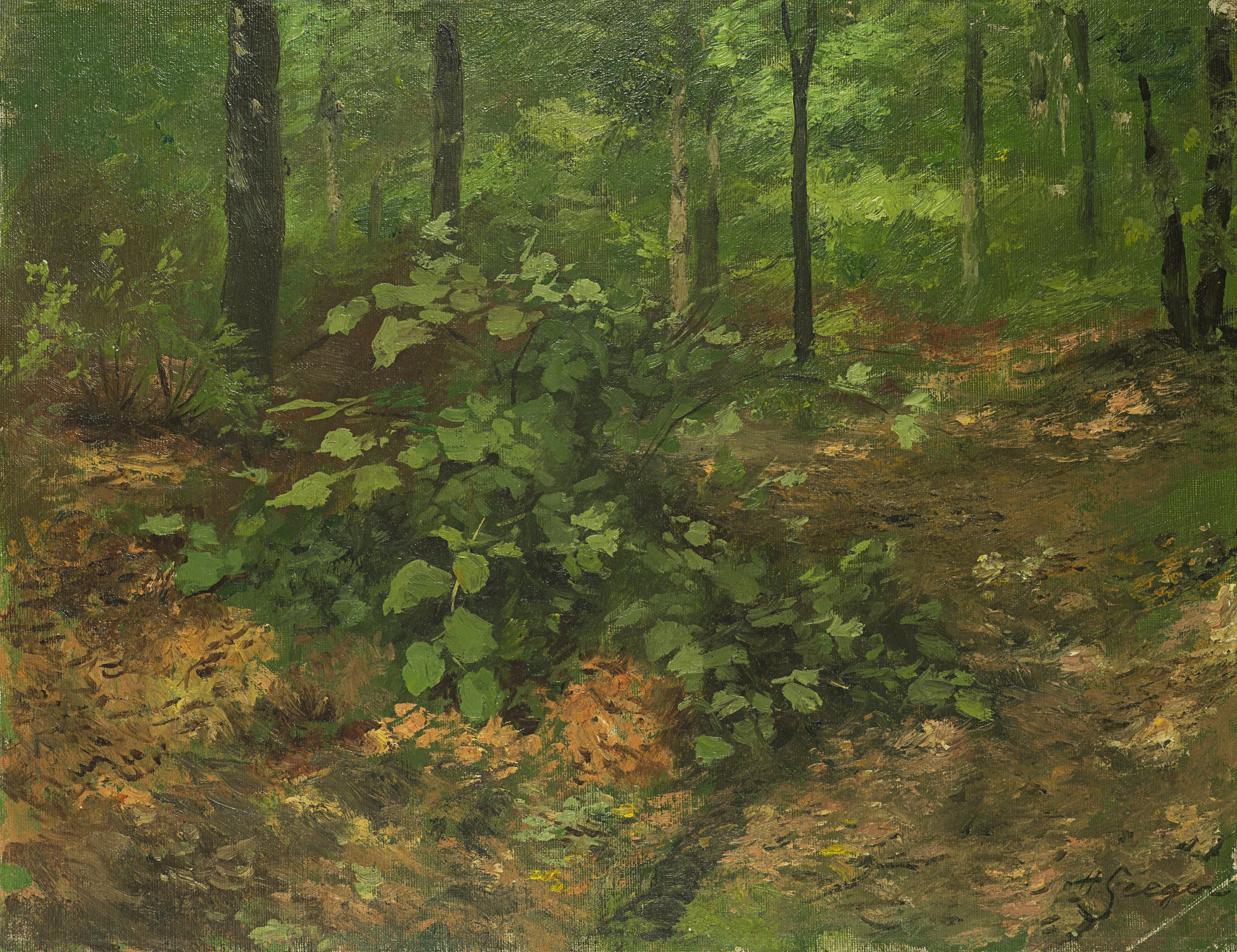 Waldbodenstrauch im Sommerwald | 62039