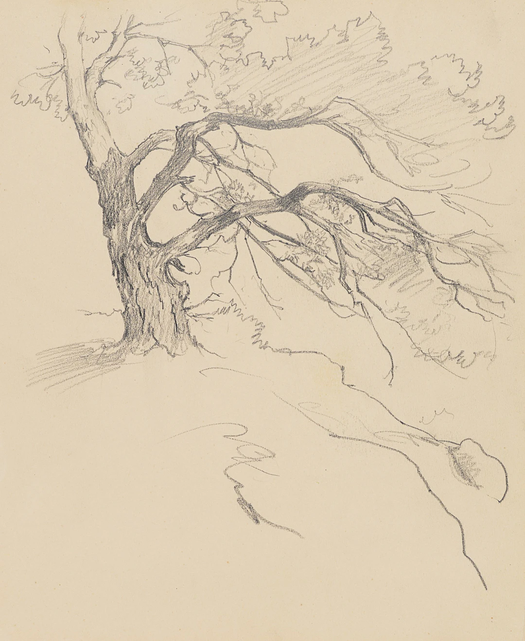 Studie eines knorrigen Laubbaums | 61960