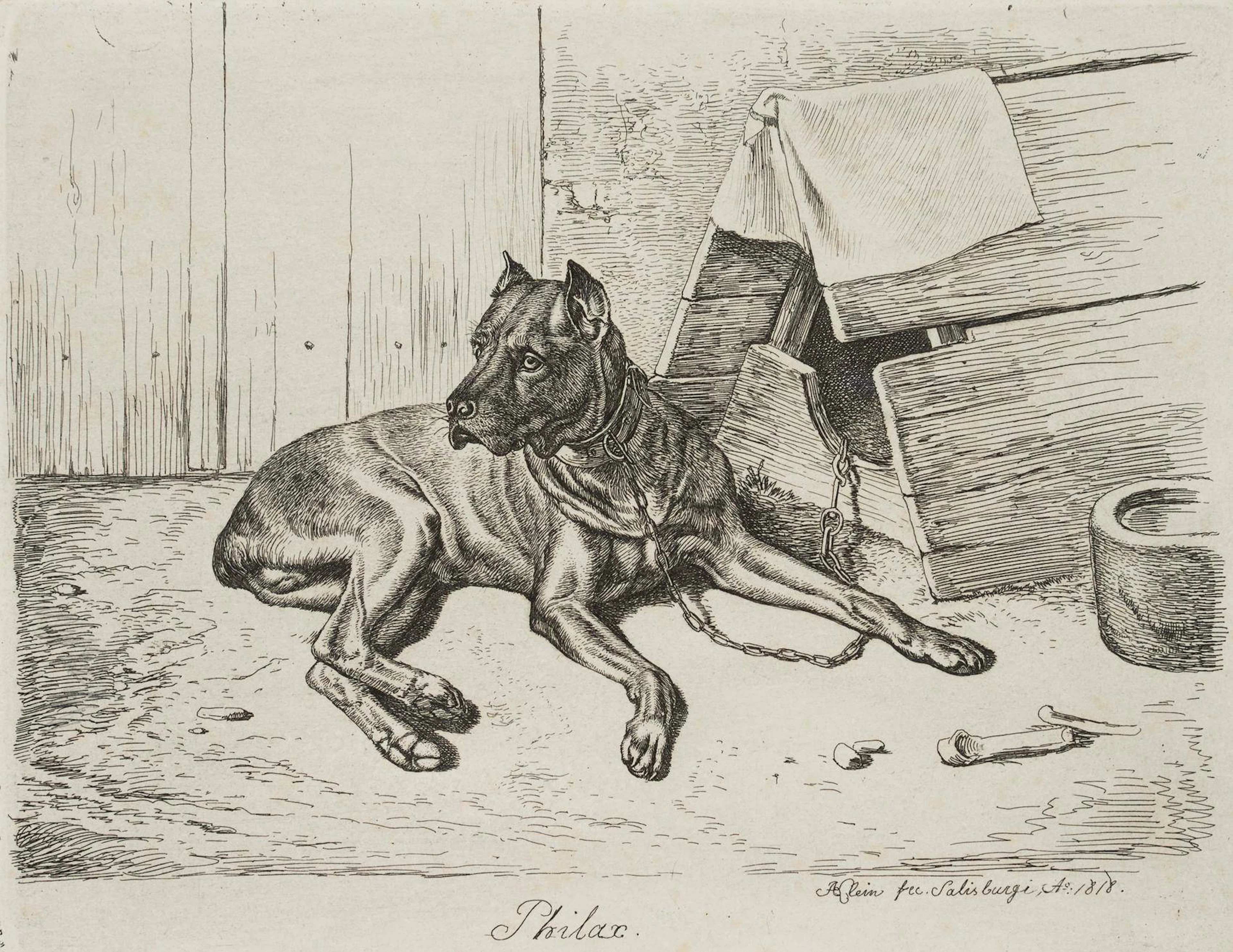 Philax, liegender Hatzhund | 17211