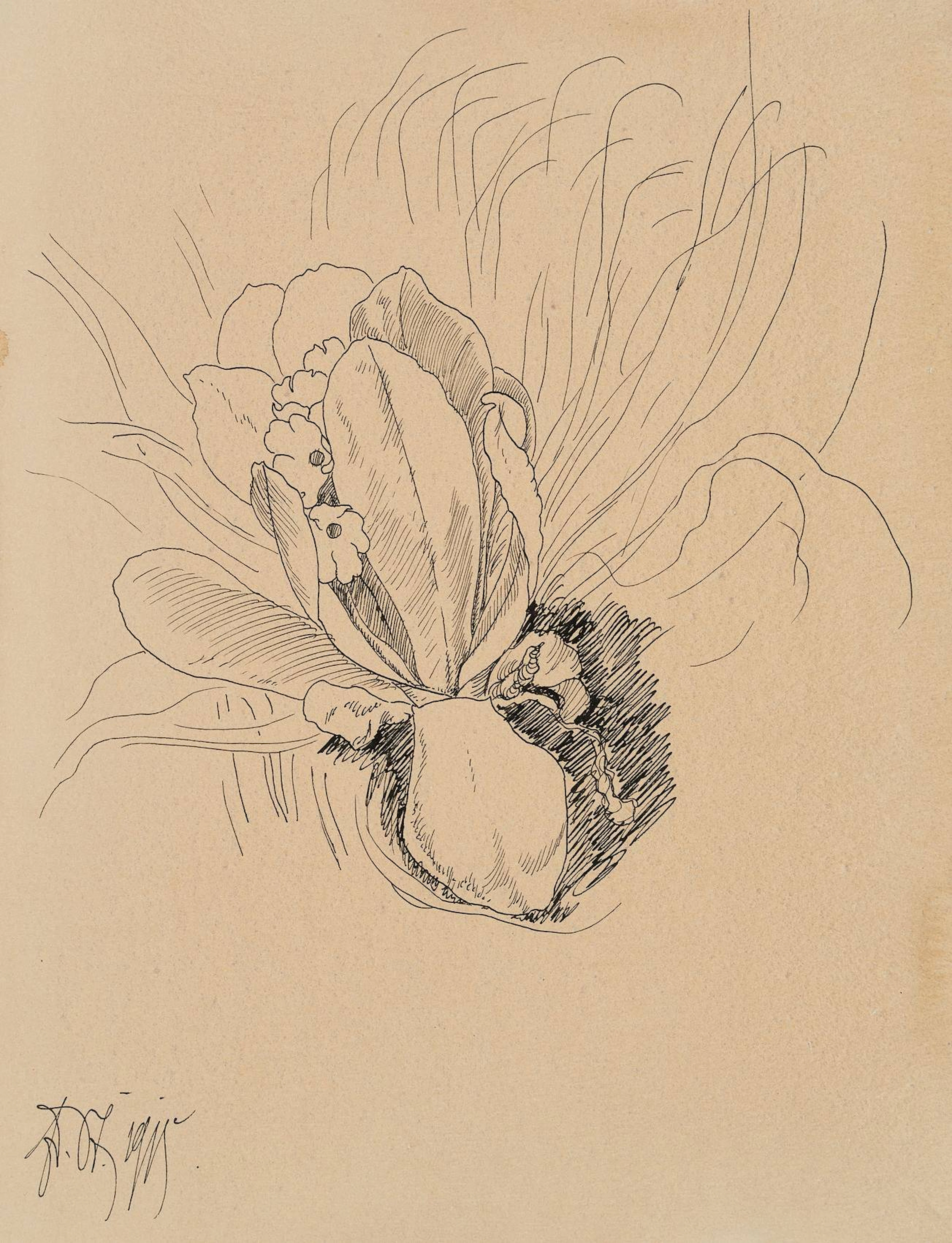 Sich öffnende Magnolienblüte | 17450