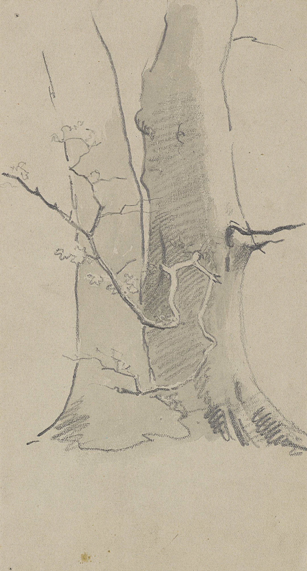 Studie zweier Baumstämme | 62013