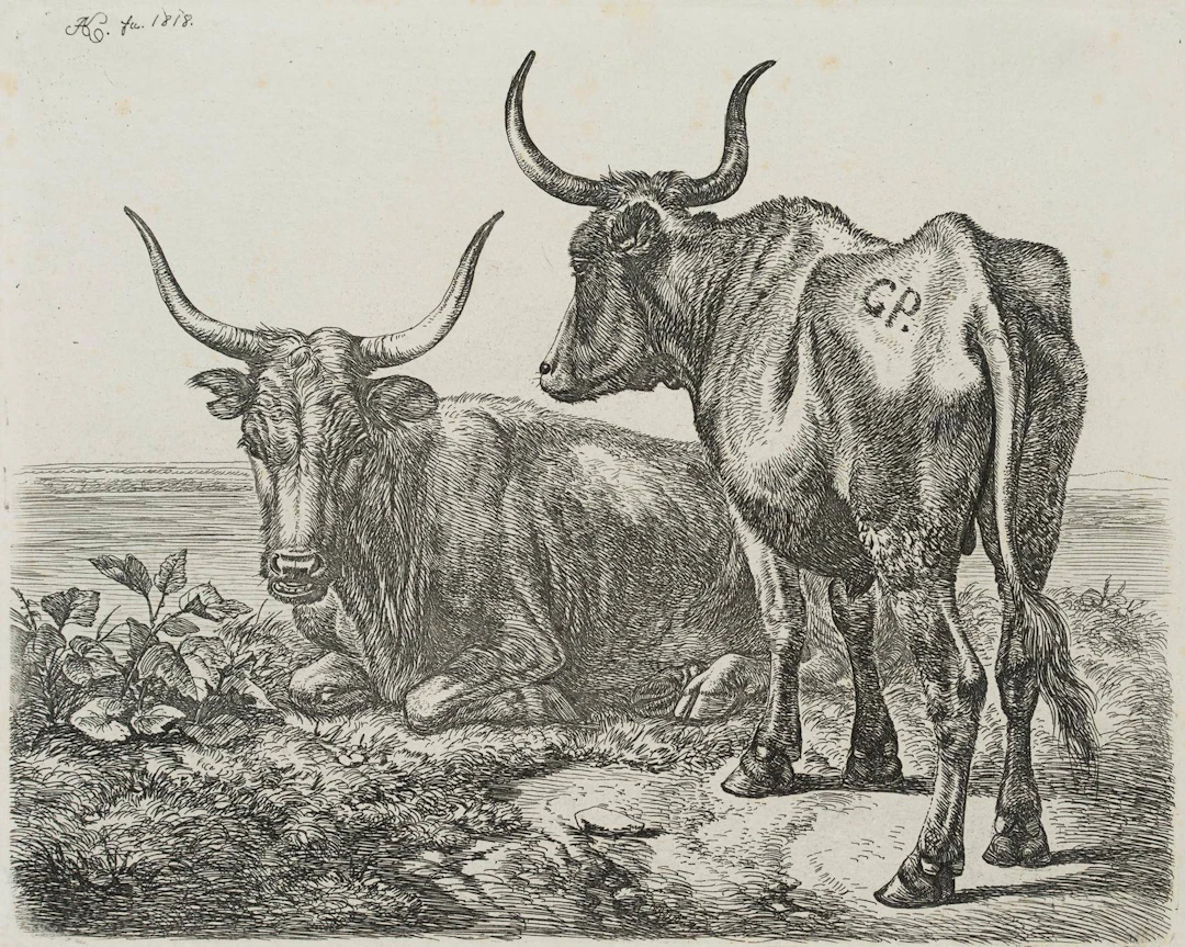 Polnische Ochsen am Wasser | 17191