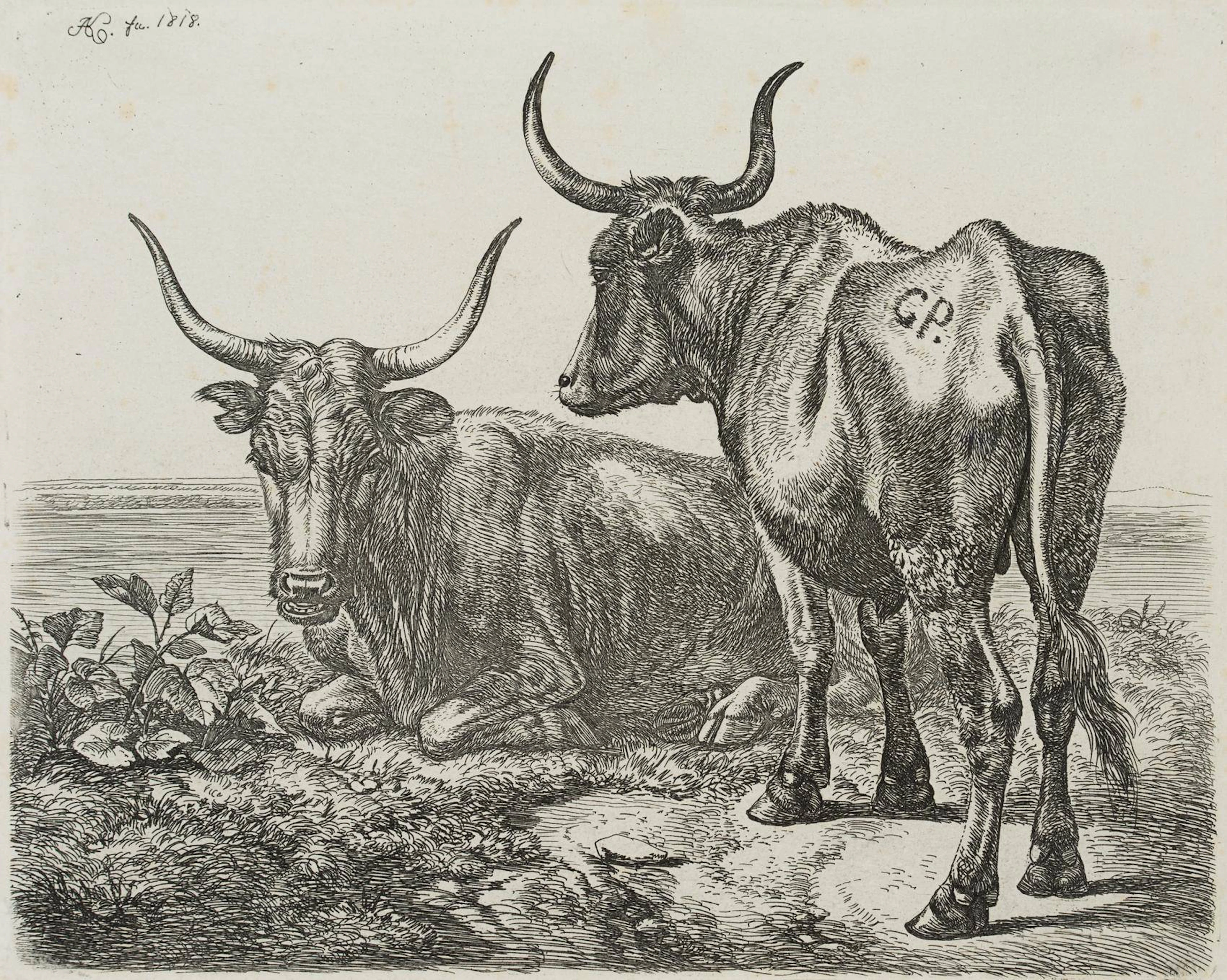 Polnische Ochsen am Wasser | 17191