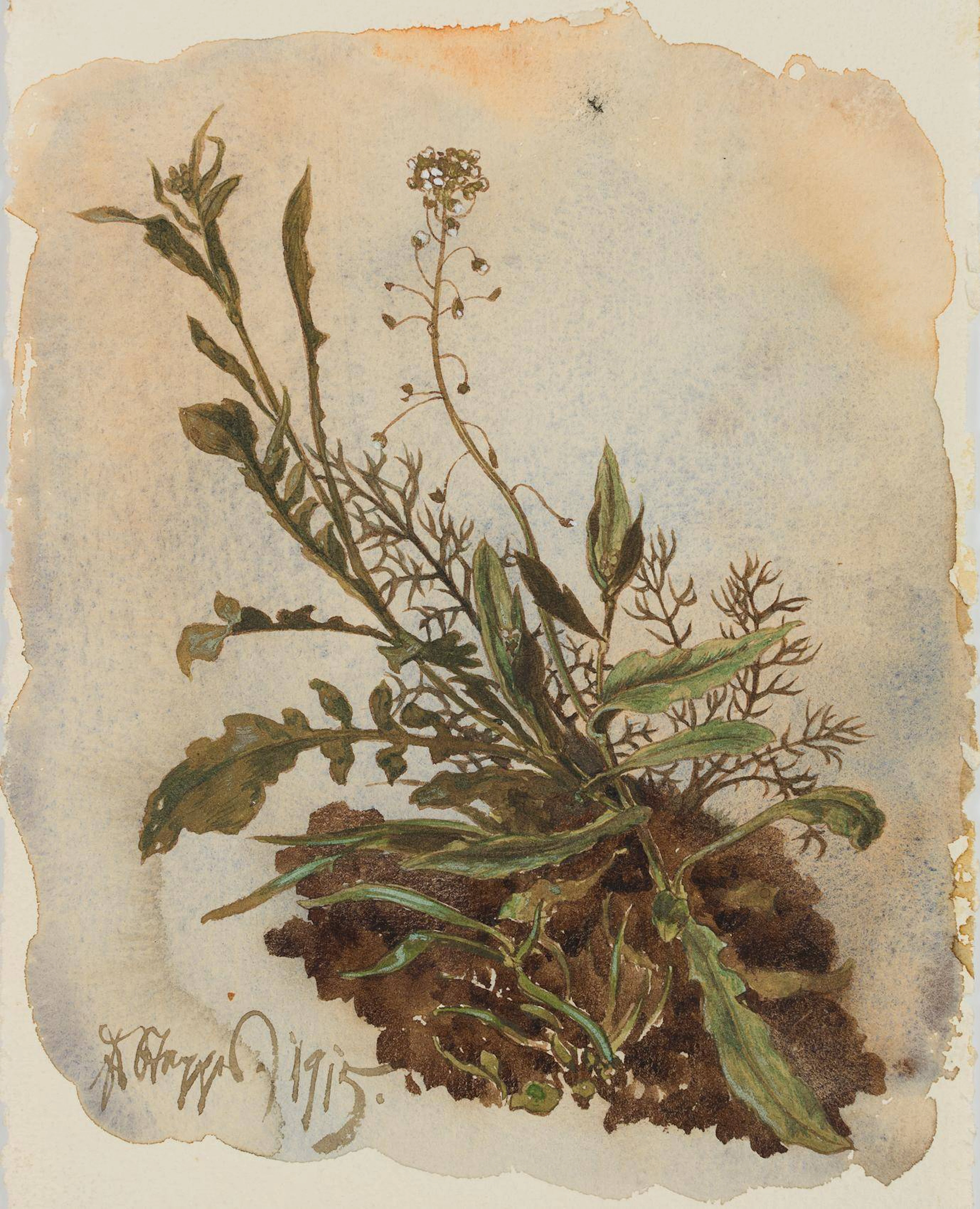 Kleines Wiesenstück | 17420