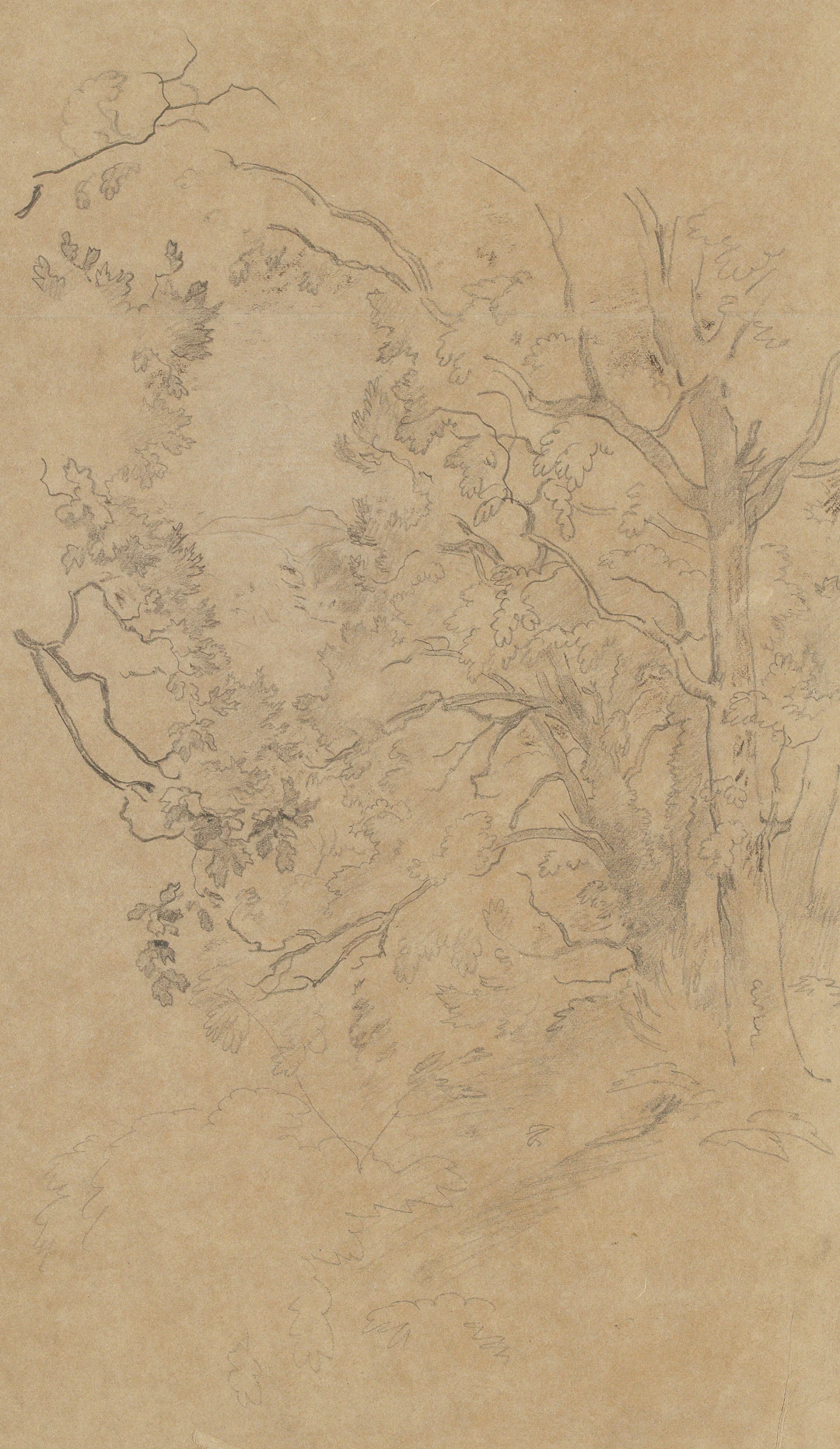 Baumstudie | 15458