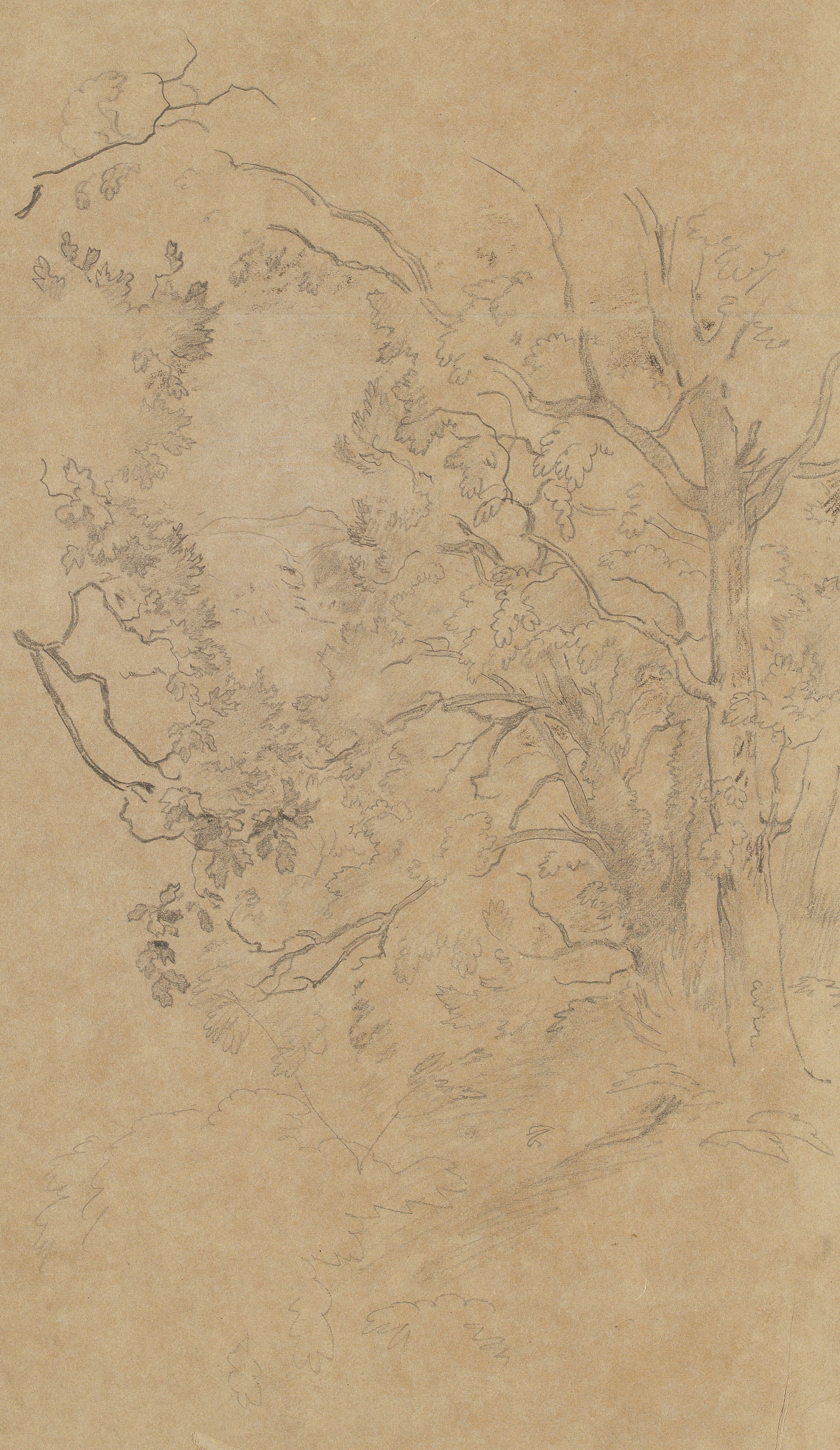 Baumstudie | 15458