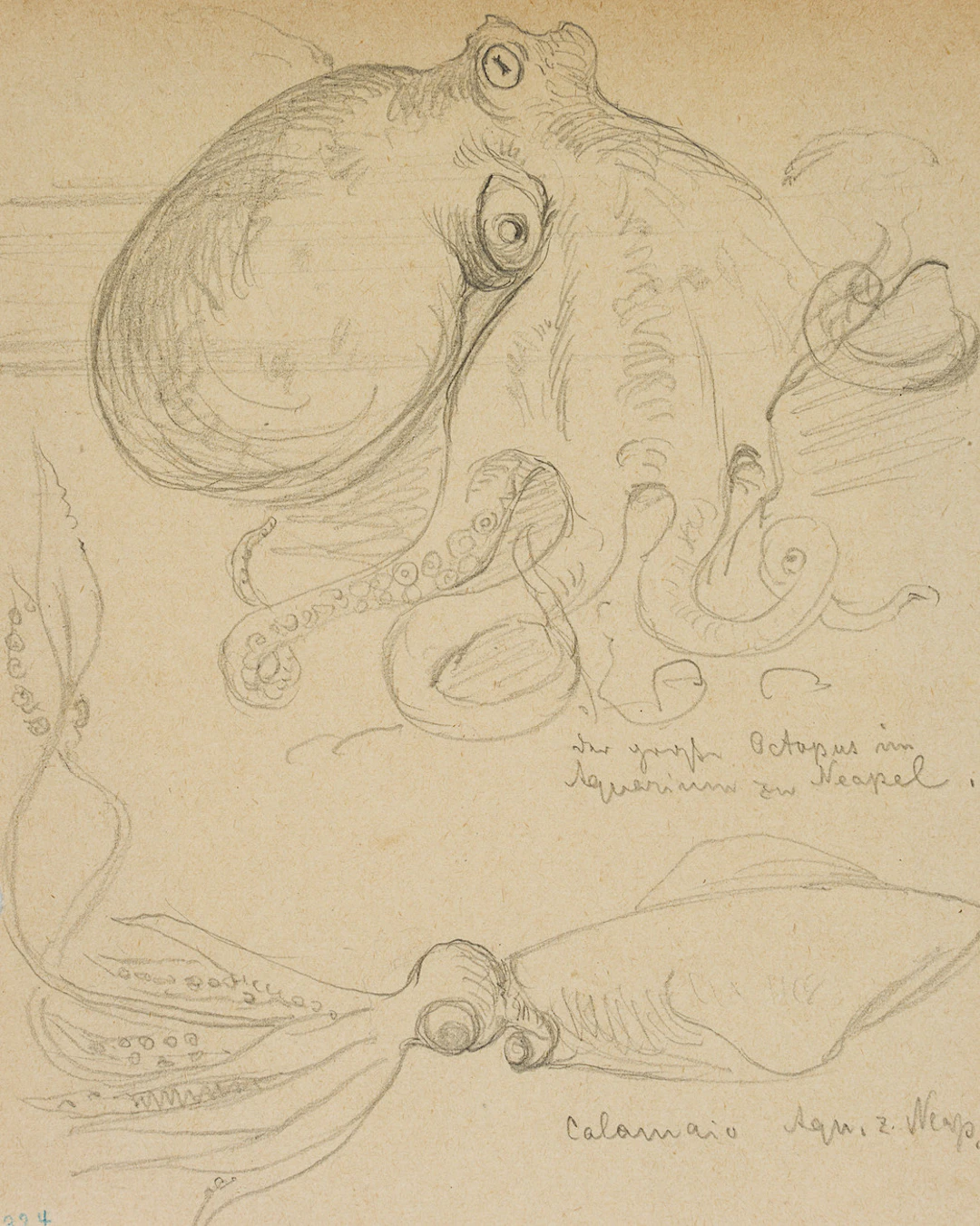 Leo Primavesi (1871 Köln - nach 1937 ), Großer Octopus und Tintenfisch