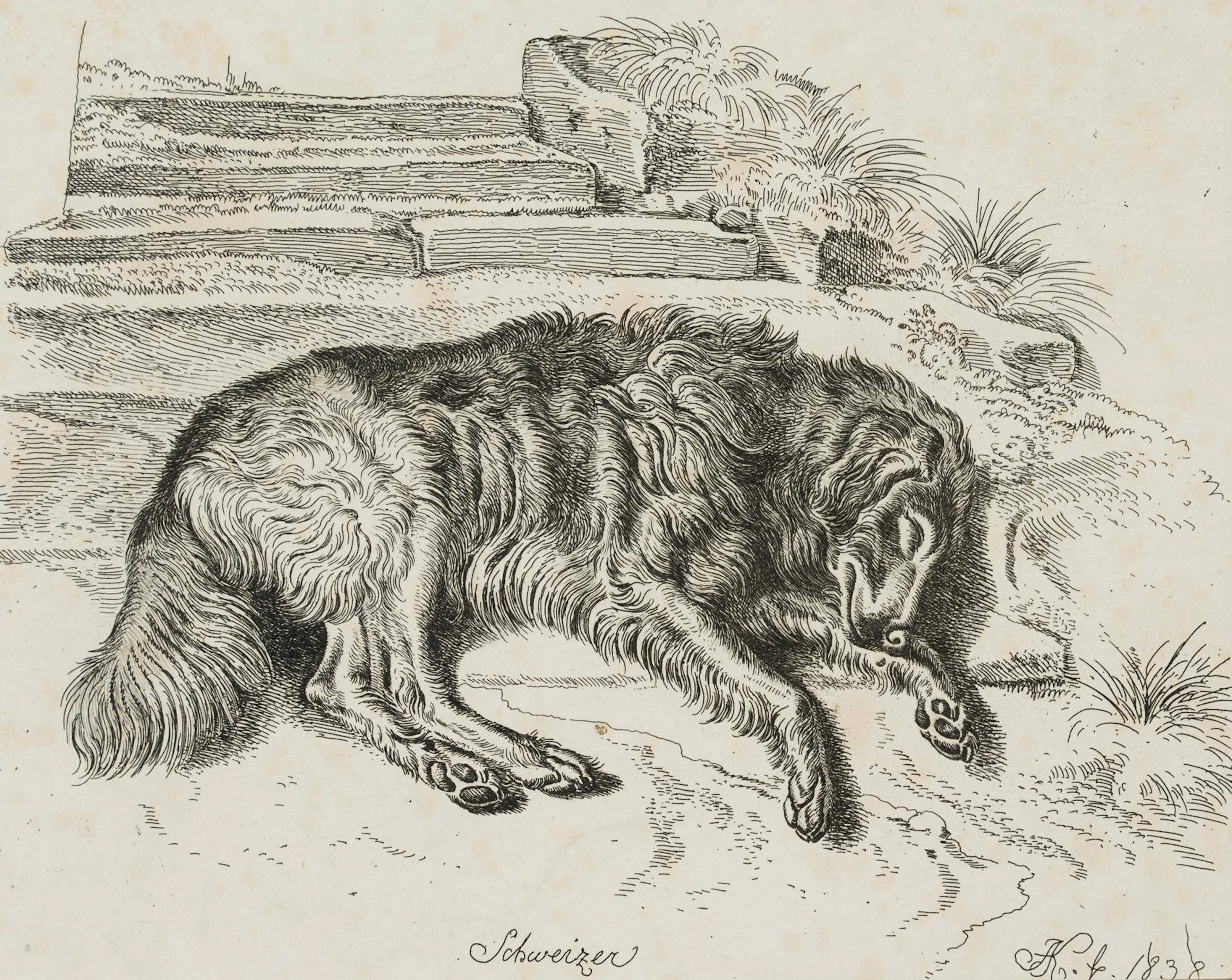 "Schweizer", Liegender Hütehund