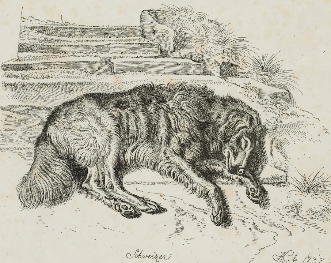 "Schweizer", Liegender Hütehund