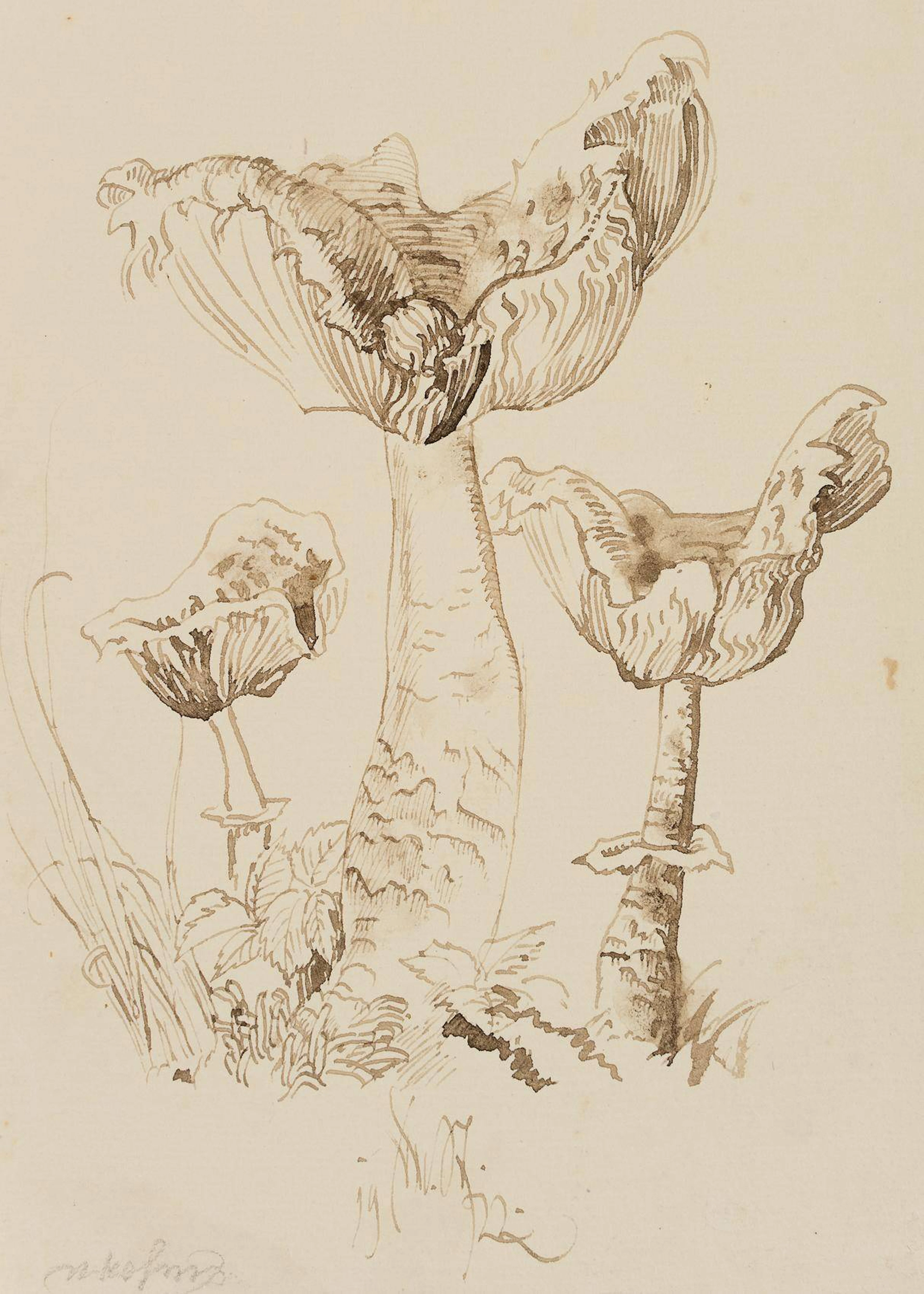 Pilzstudien | 17432