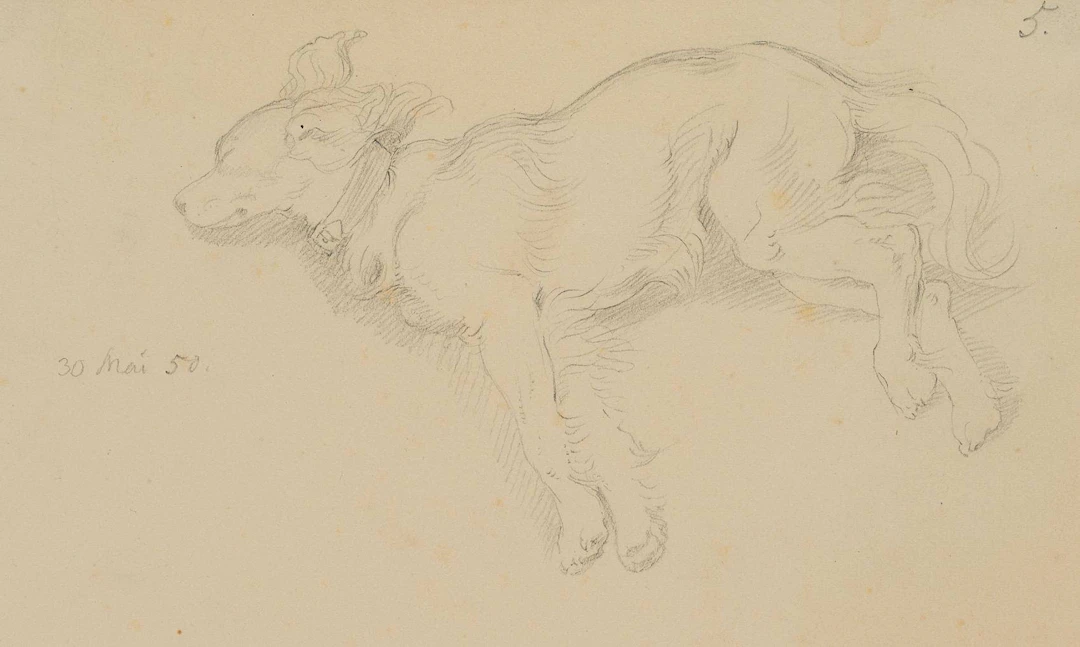 Der Familienhund Ali | 14554