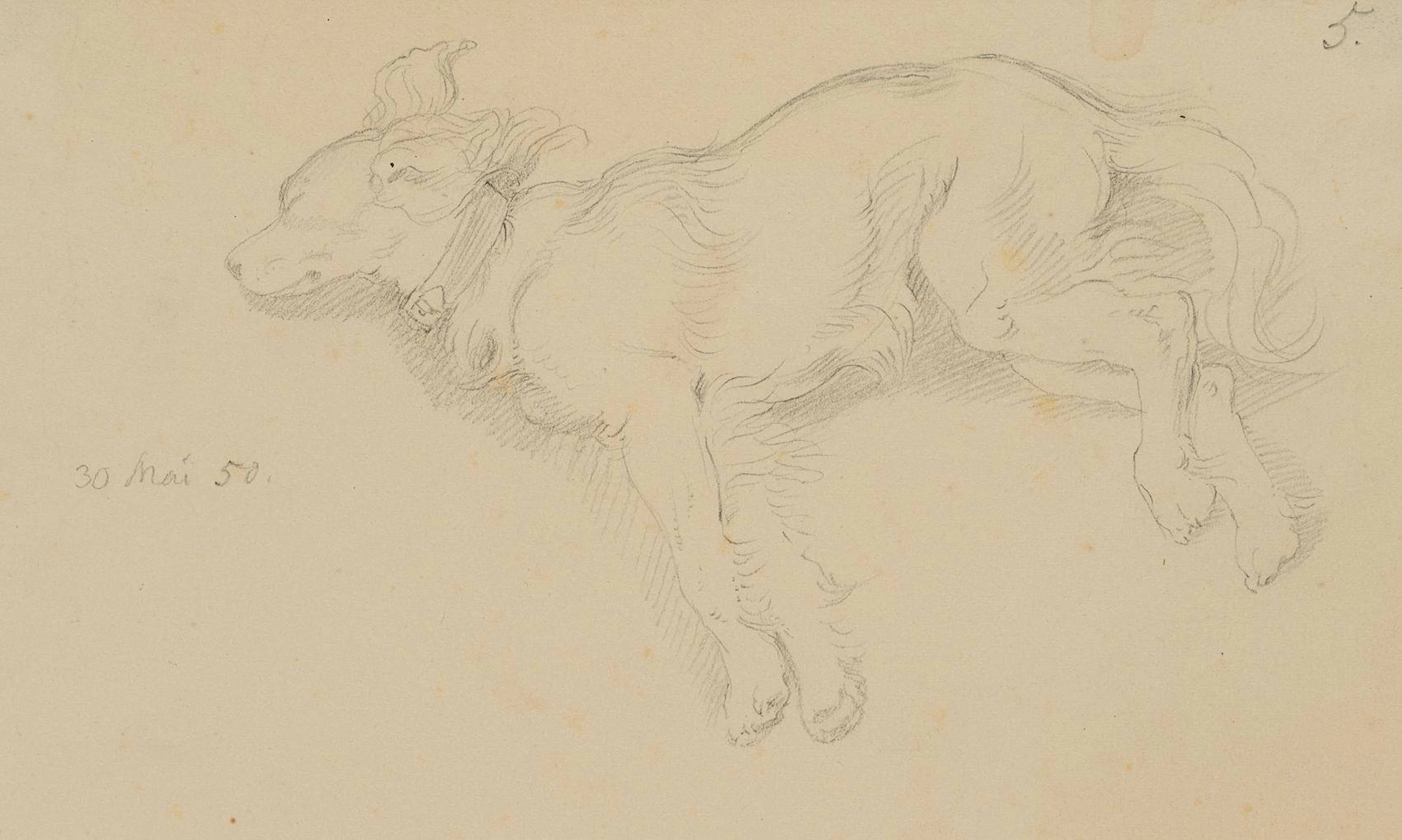 Der Familienhund Ali | 14554