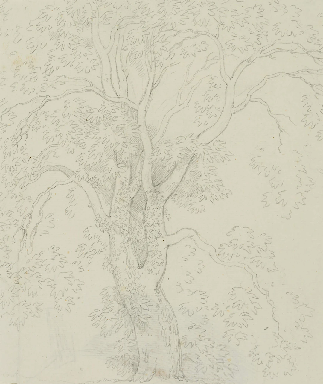 Studie eines Ahornbaumes | 18154