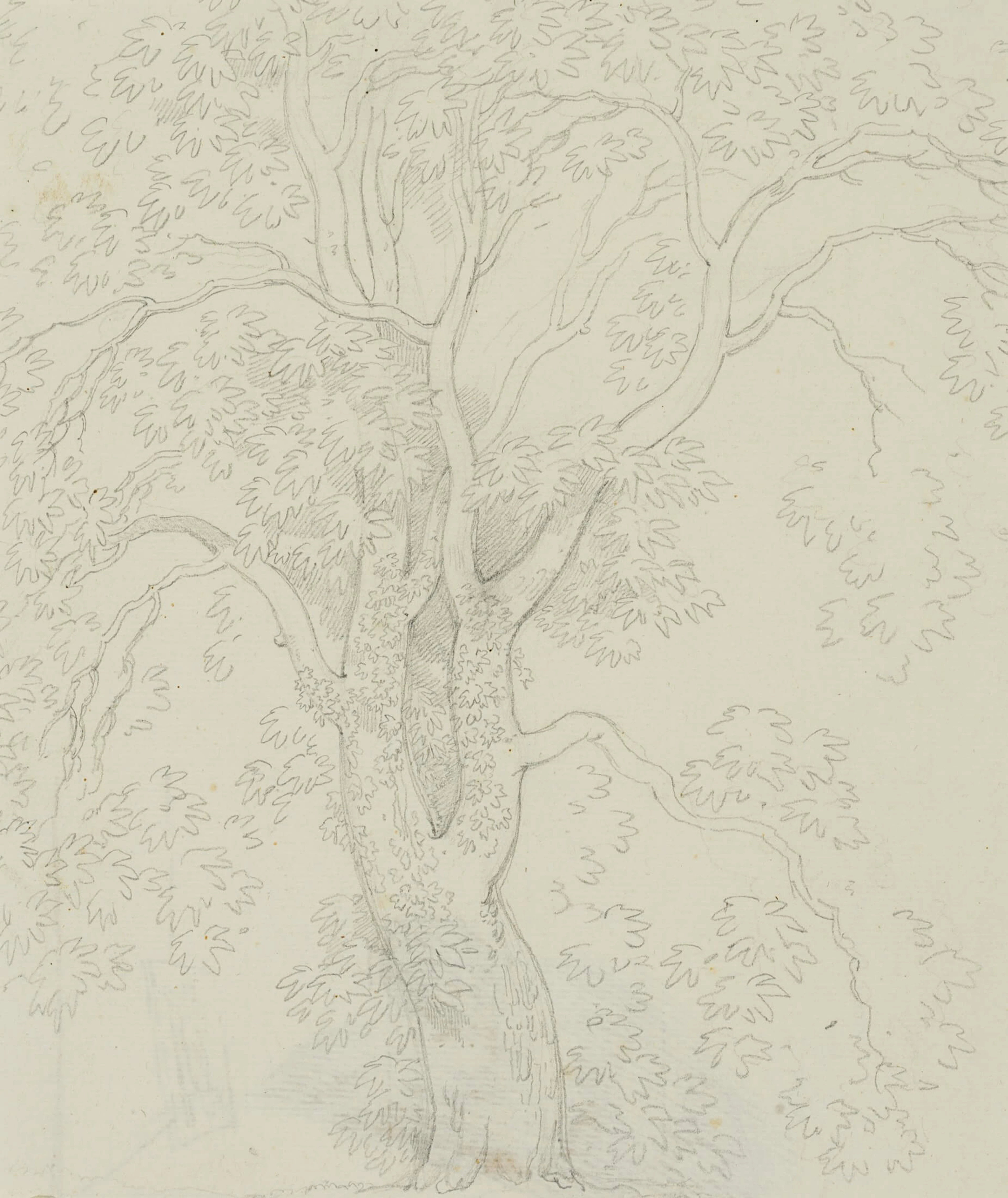 Studie eines Ahornbaumes | 18154