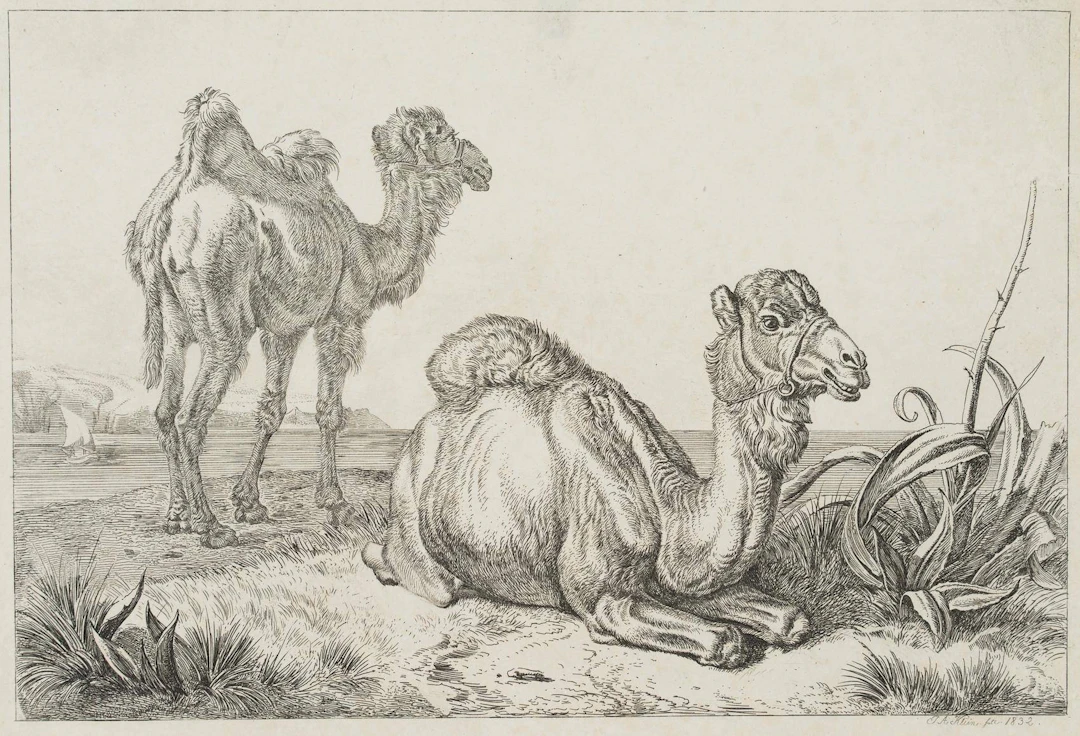Kamel und Dromedar aus der Menagerie von Schönbrunn in Küstenlandschaft