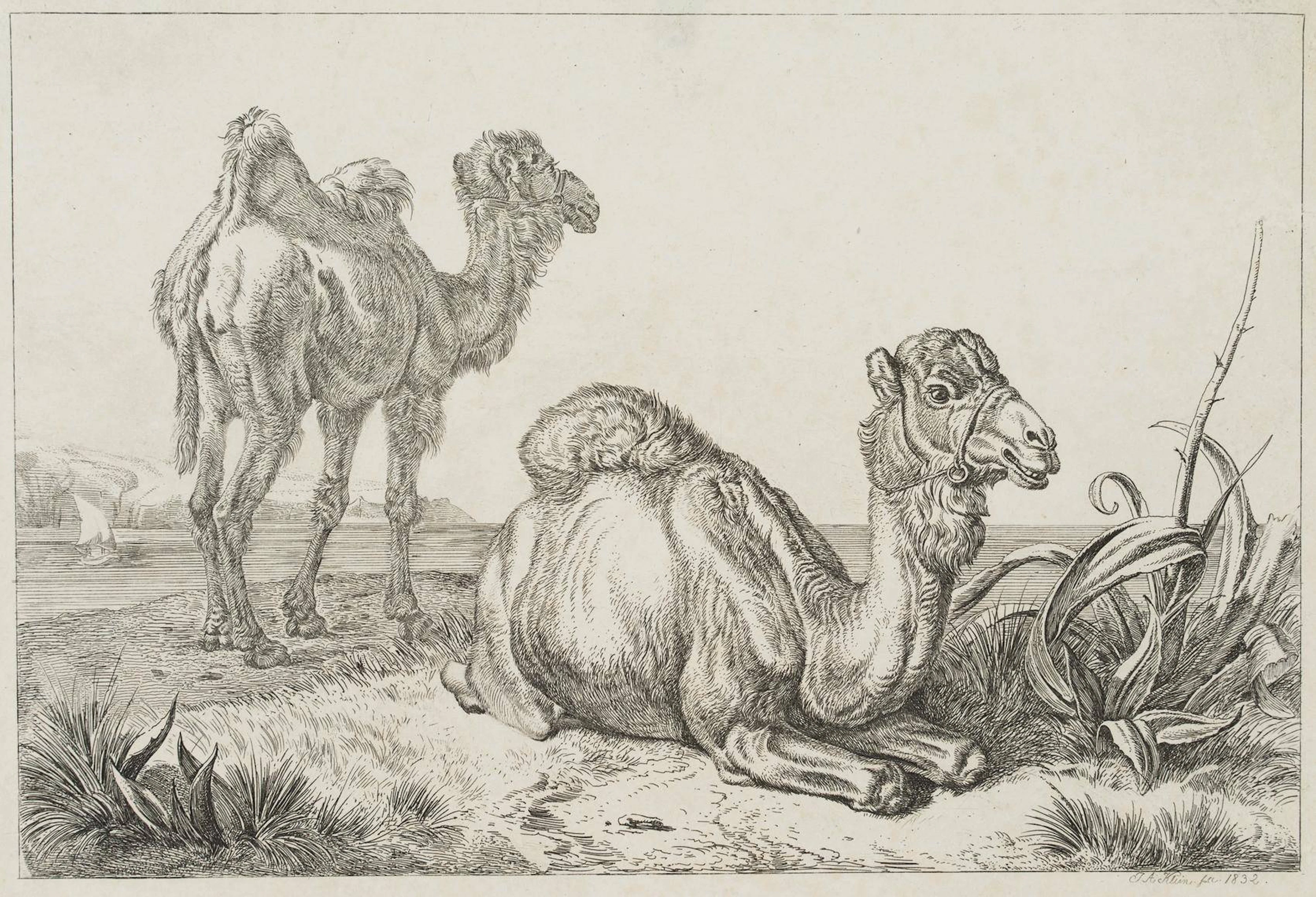 Kamel und Dromedar aus der Menagerie von Schönbrunn in Küstenlandschaft