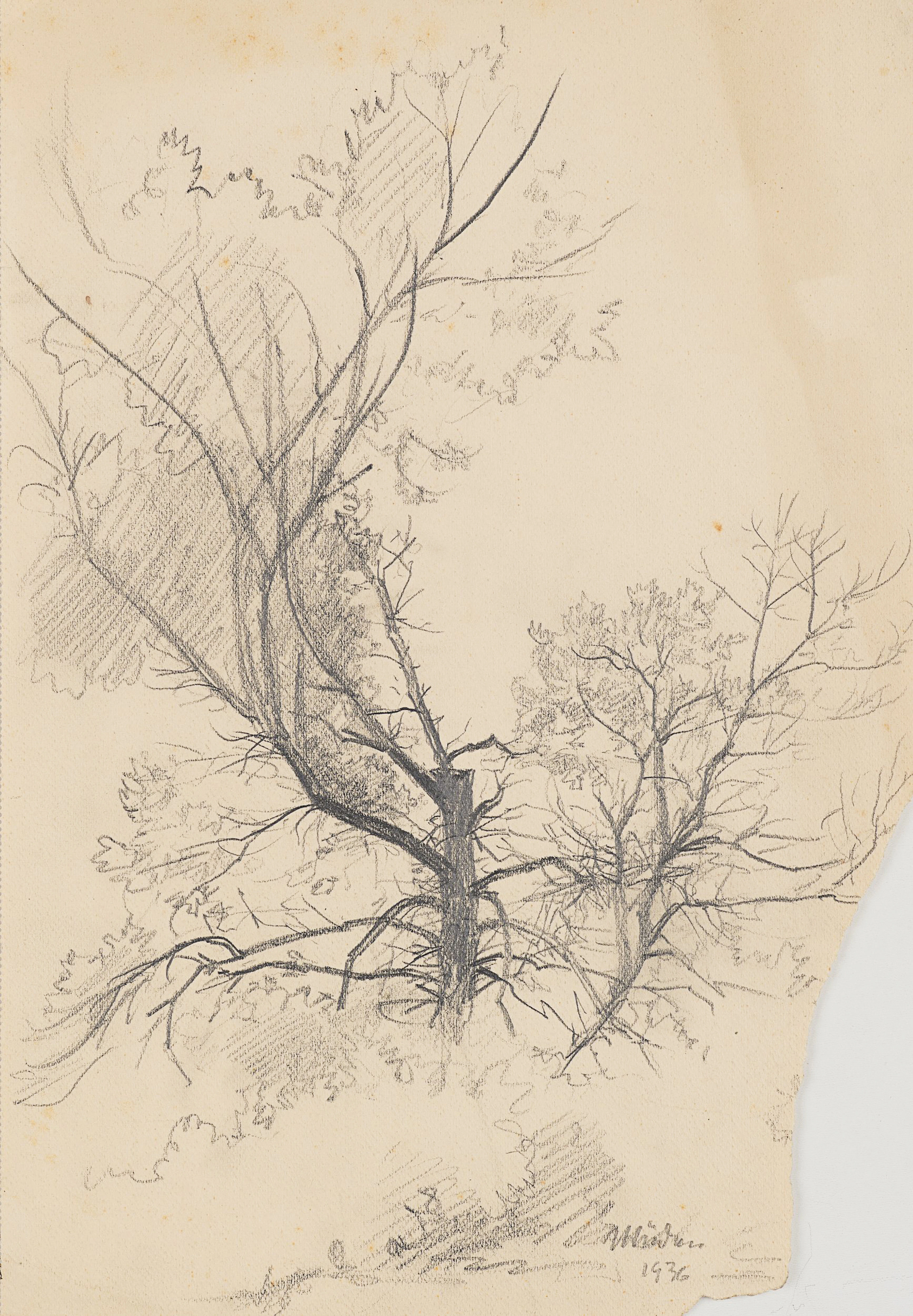 Baumgruppe, Naturstudium | 61976