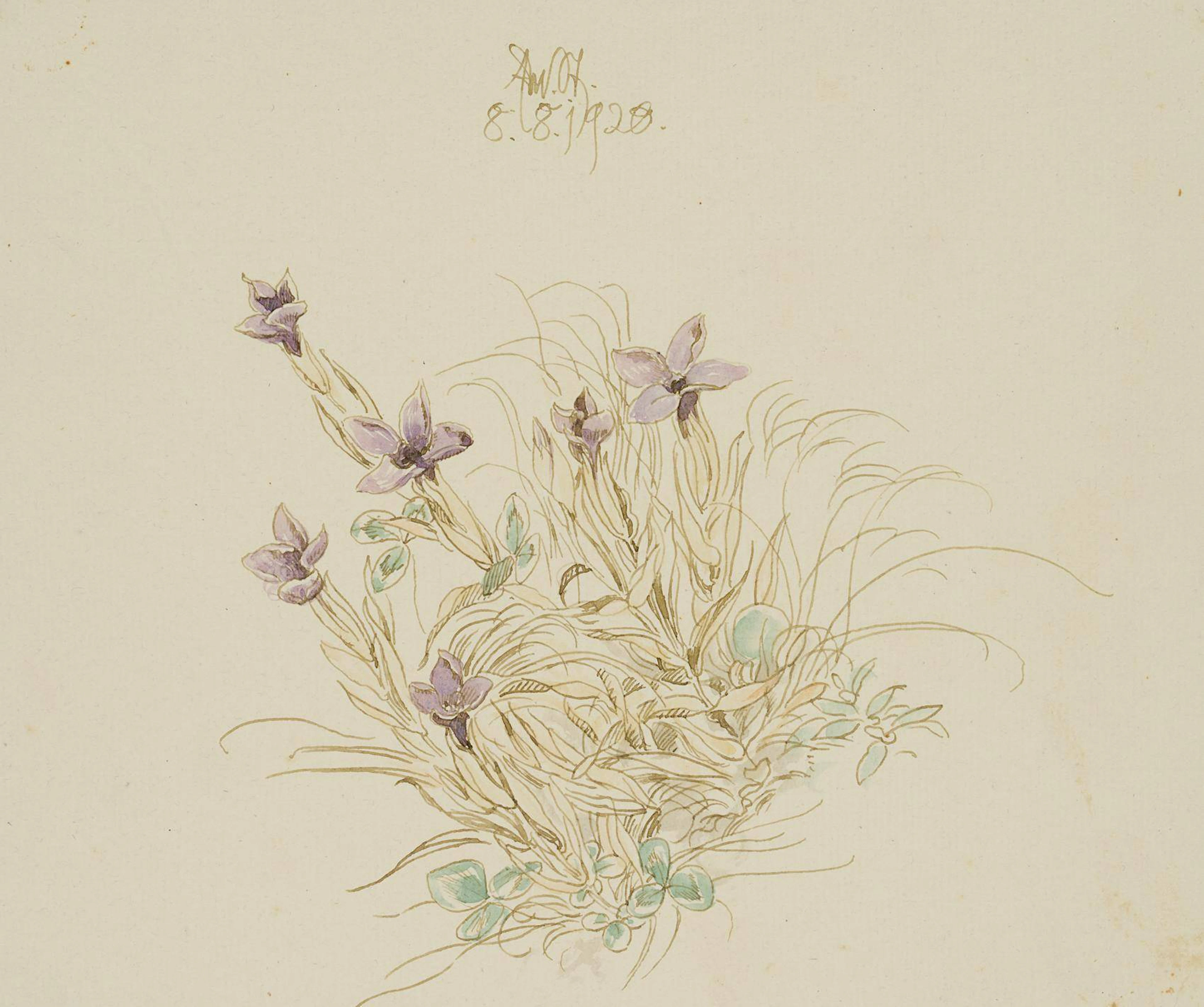 Waldblumenstück, Felsen-Ehrenpreis | 17671