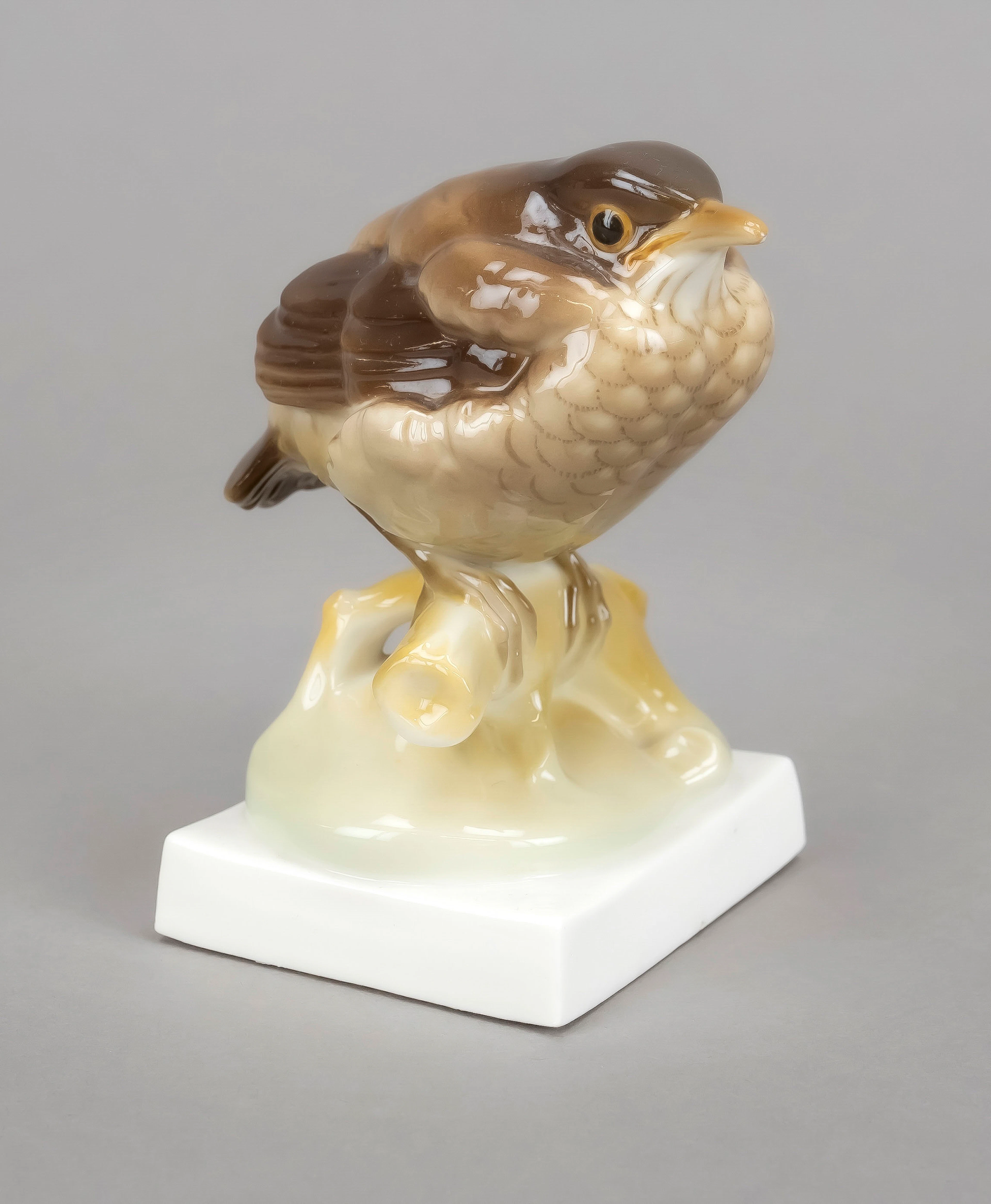 Junge Amsel, Nymphenburg, Pressma