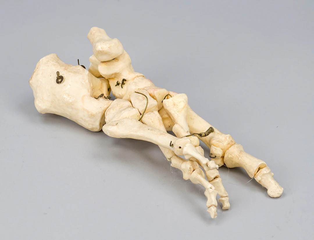Anatomisches Lehrmodell eines men