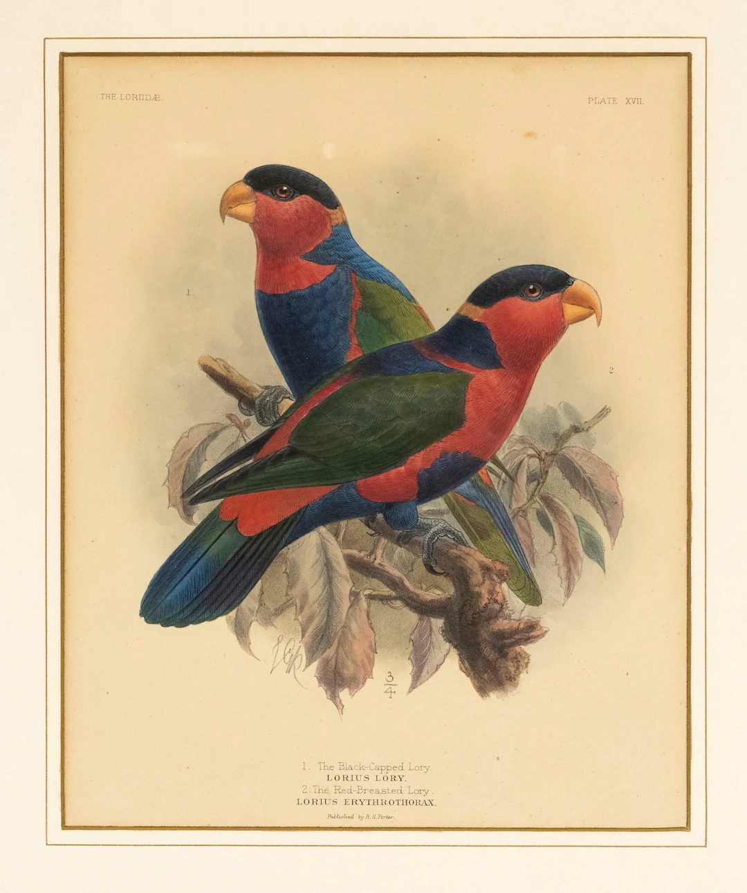 Ornithologie -- Konvolut von 5 Vo
