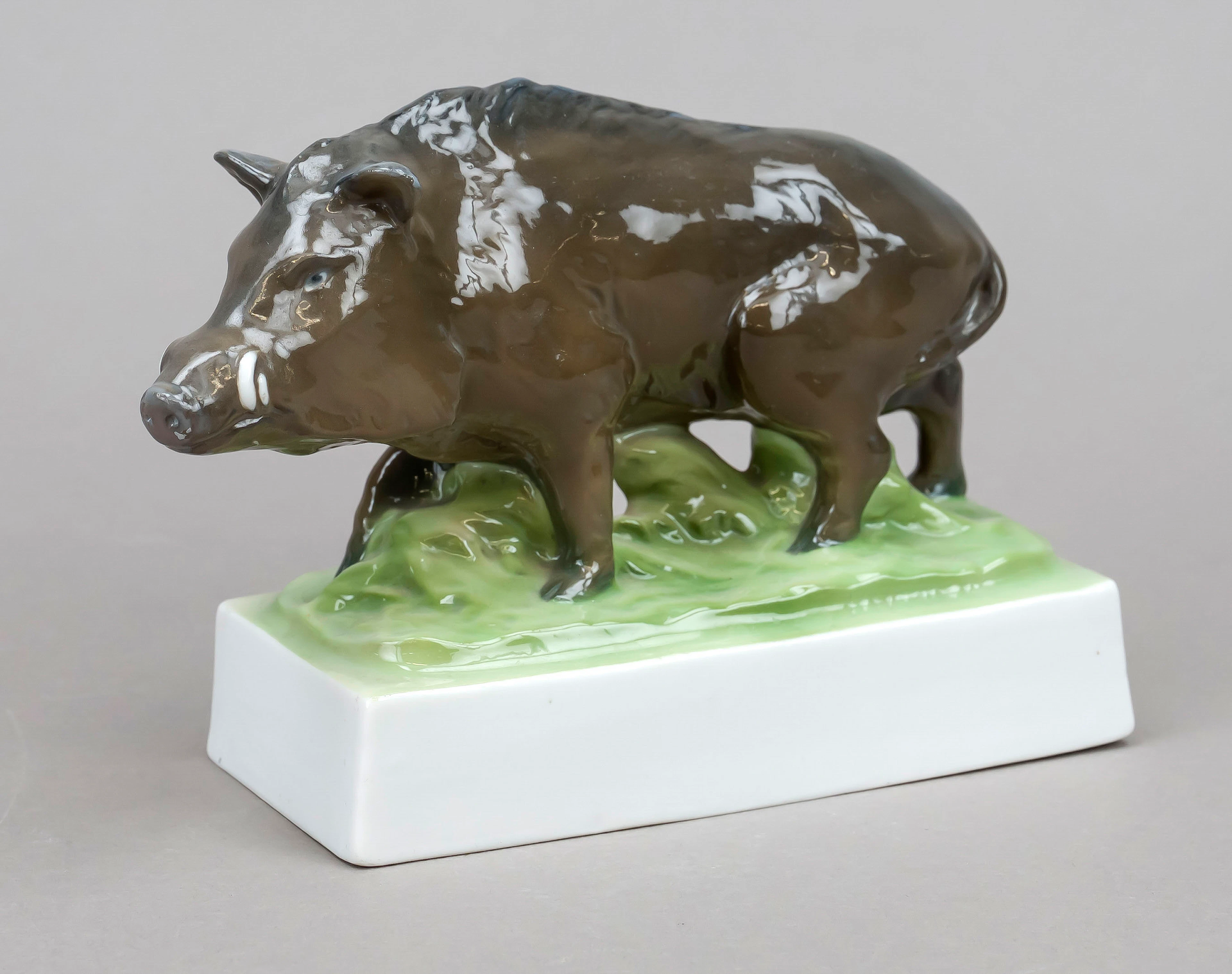 Wildschwein, Fraureuth, Sachsen