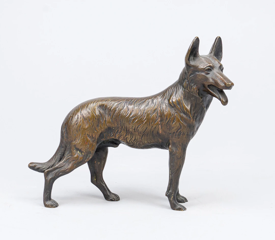 Deutscher Schäferhund, stehend mi