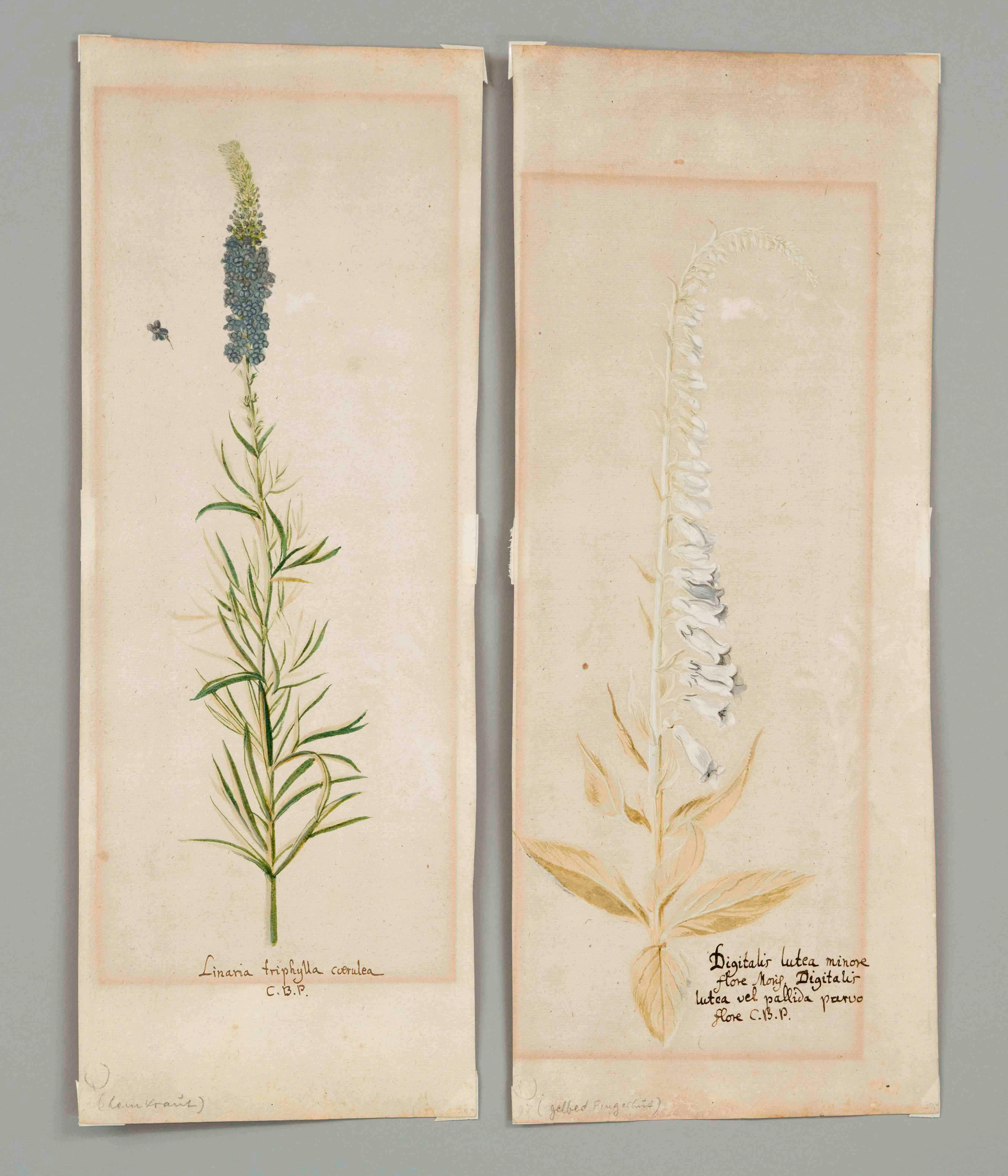 Zwei Botanische Zeichnung, wohl 1