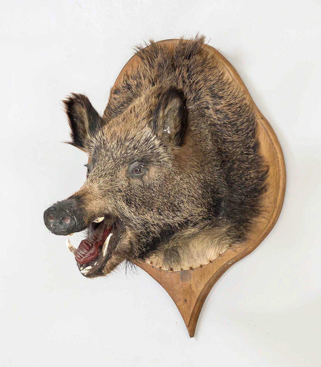 Wildschweintrophähe, 20. Jh., mit