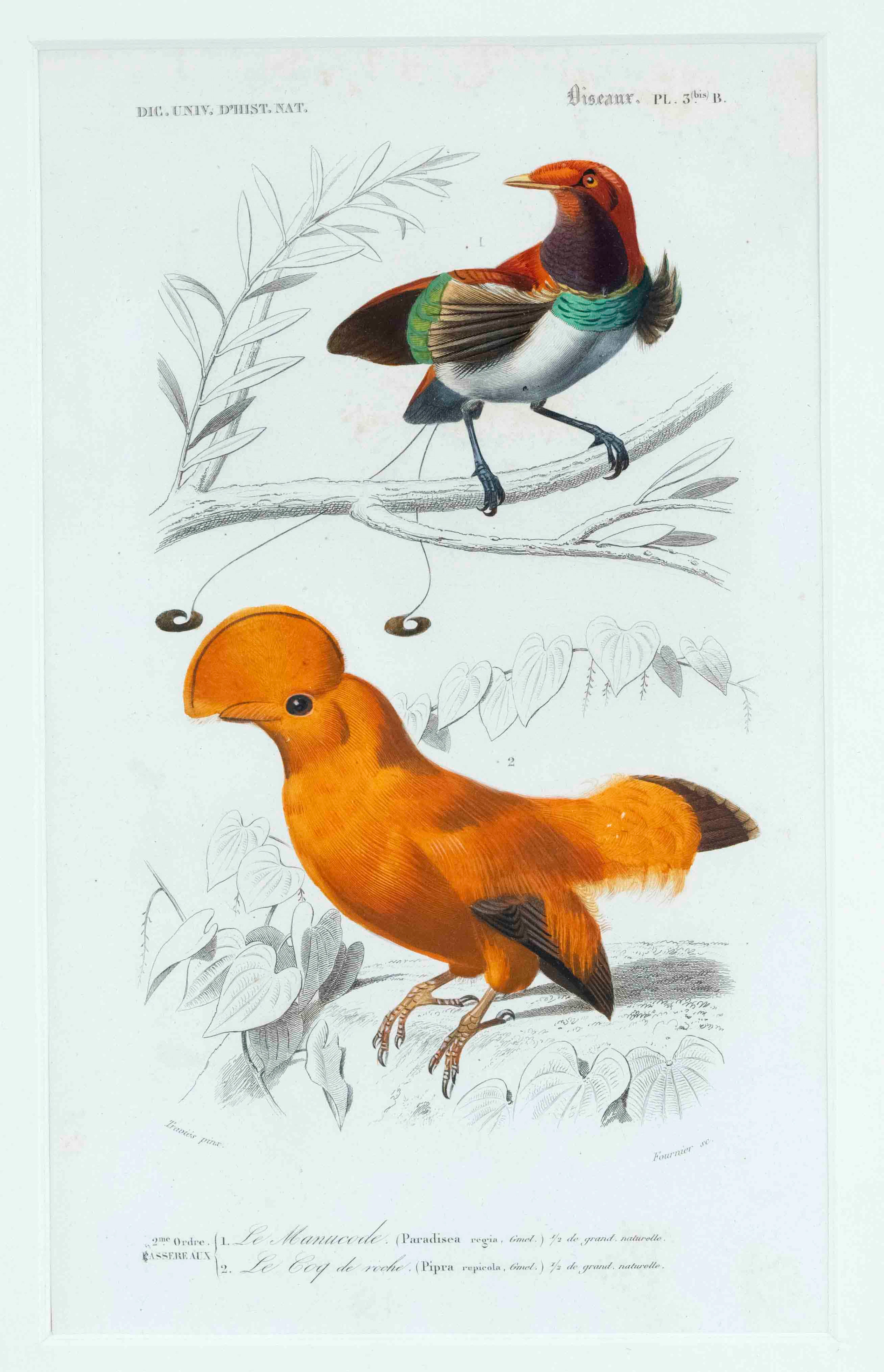 Ornithologie -- Fournier nach Edouar
