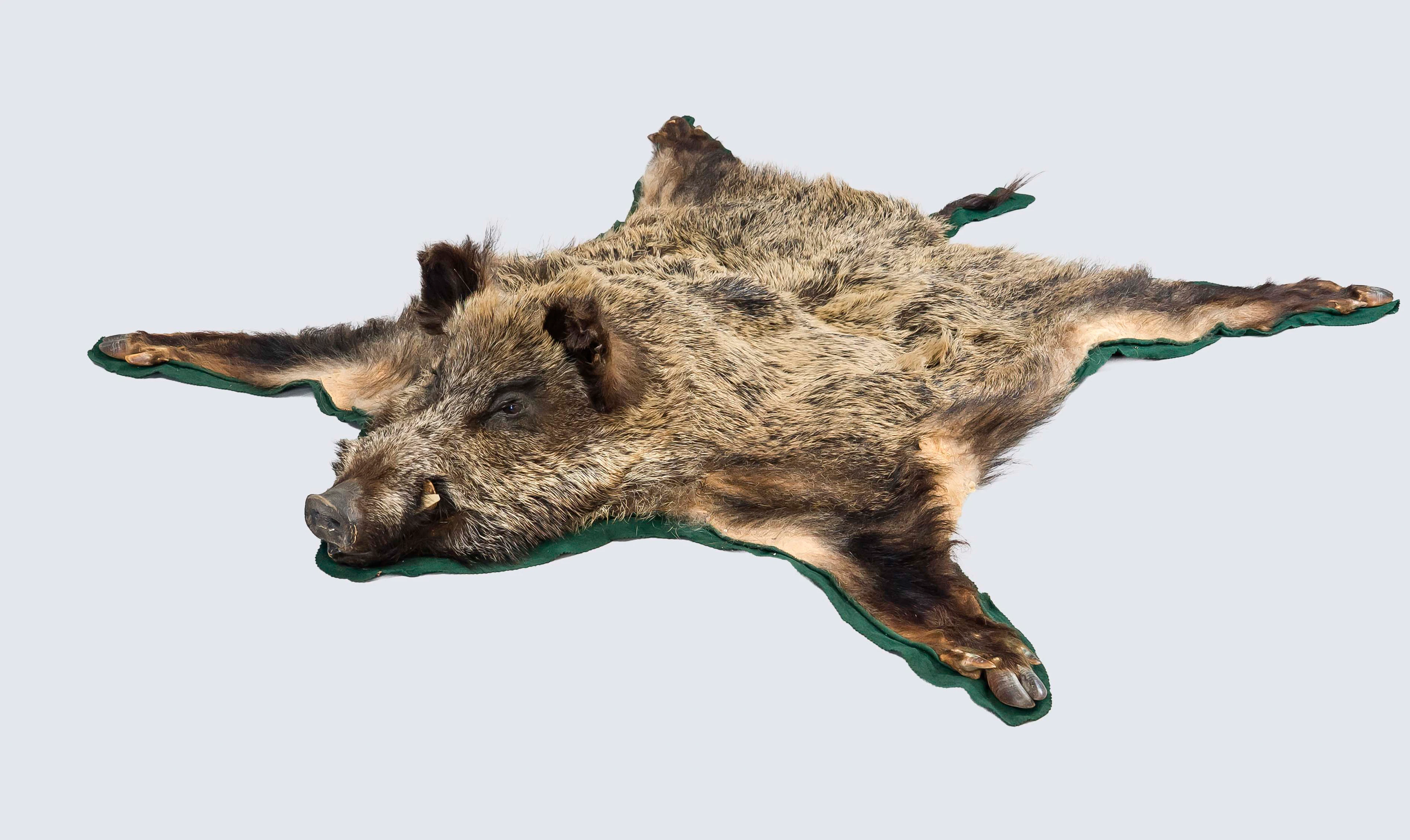 Wildschweinvorleger, jagdliche Tr