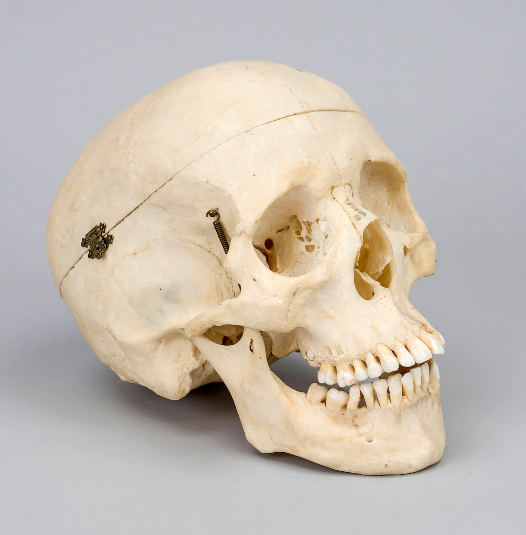 Anatomisches Lehrmodell eines men