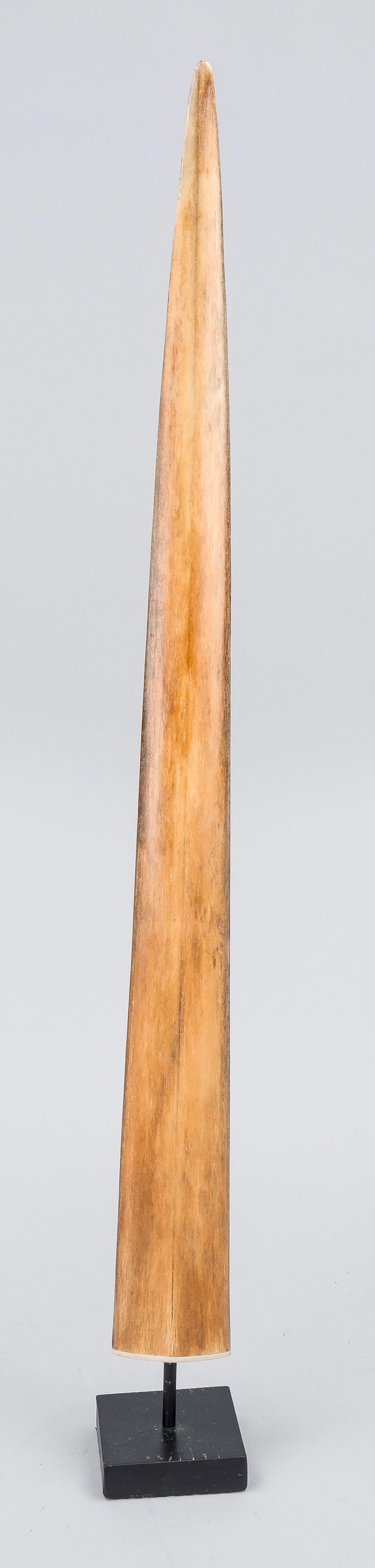 Rostrum eines Schwertfisches, um