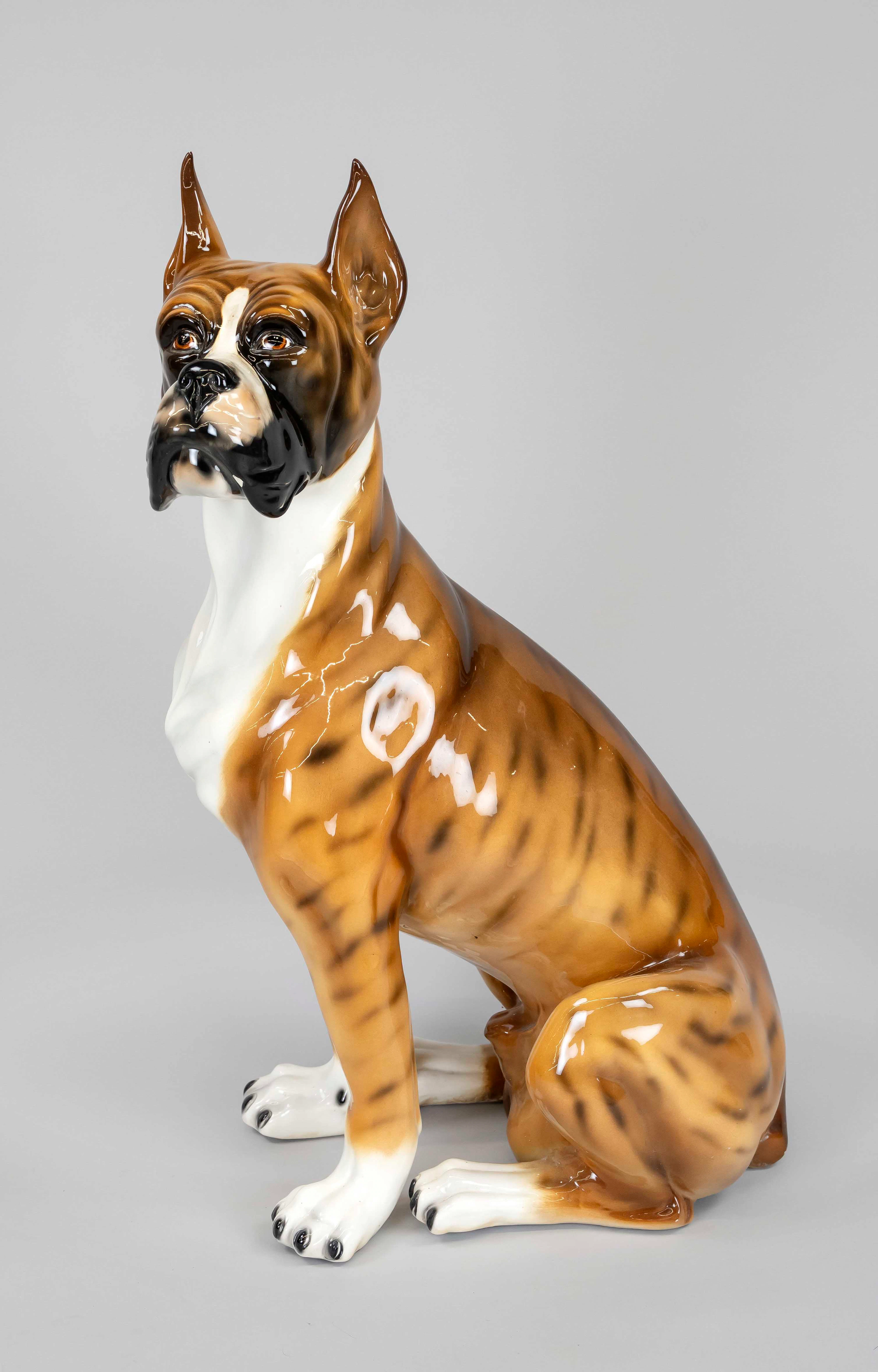 Sitzender Boxer als Wachhund, Ita
