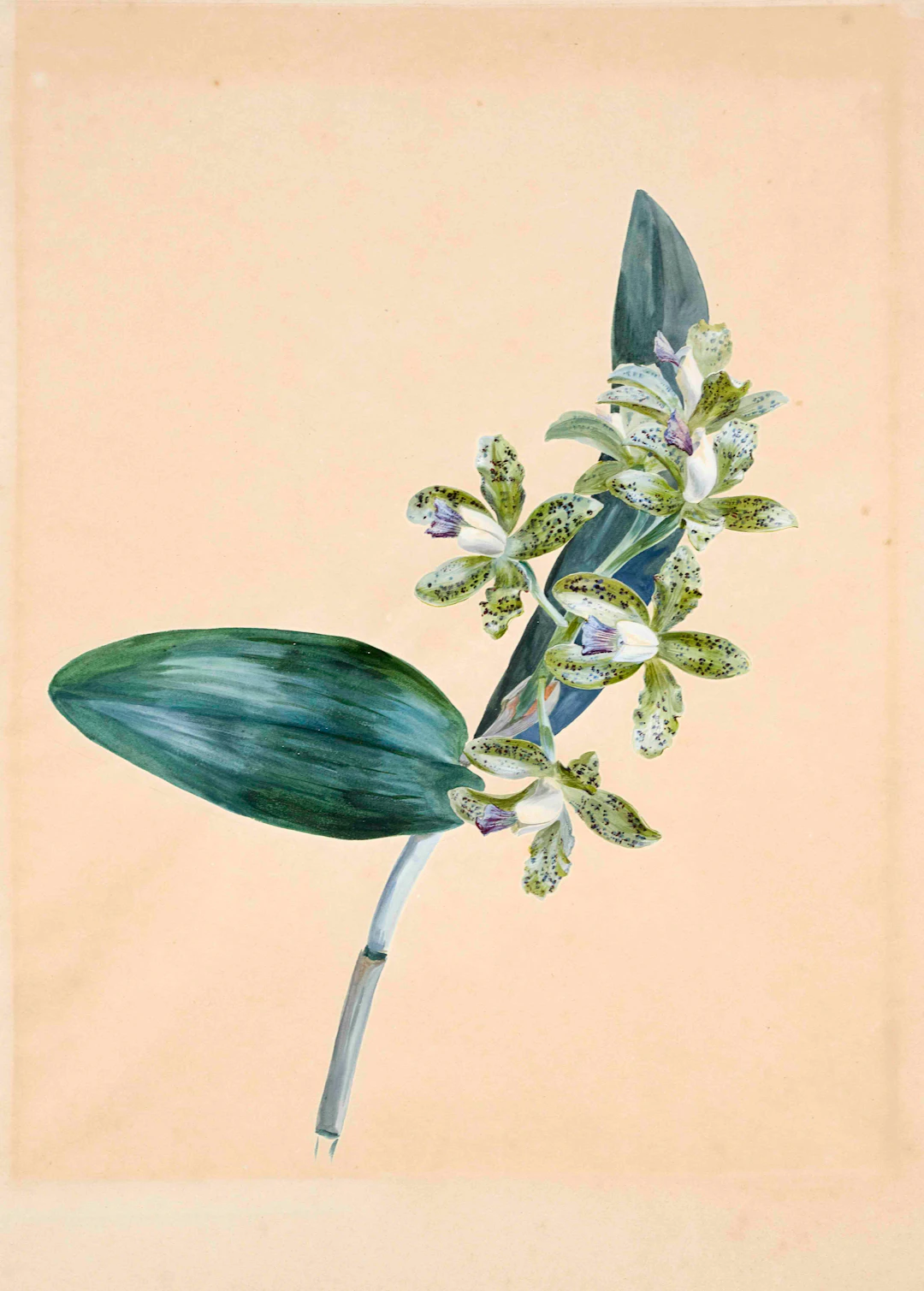 Botanik - - Orchidee, Franz Grube