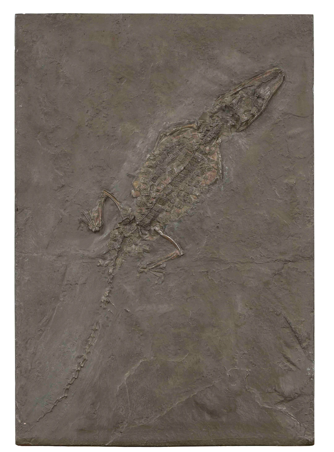 Replik des Fossils ''Krododil von