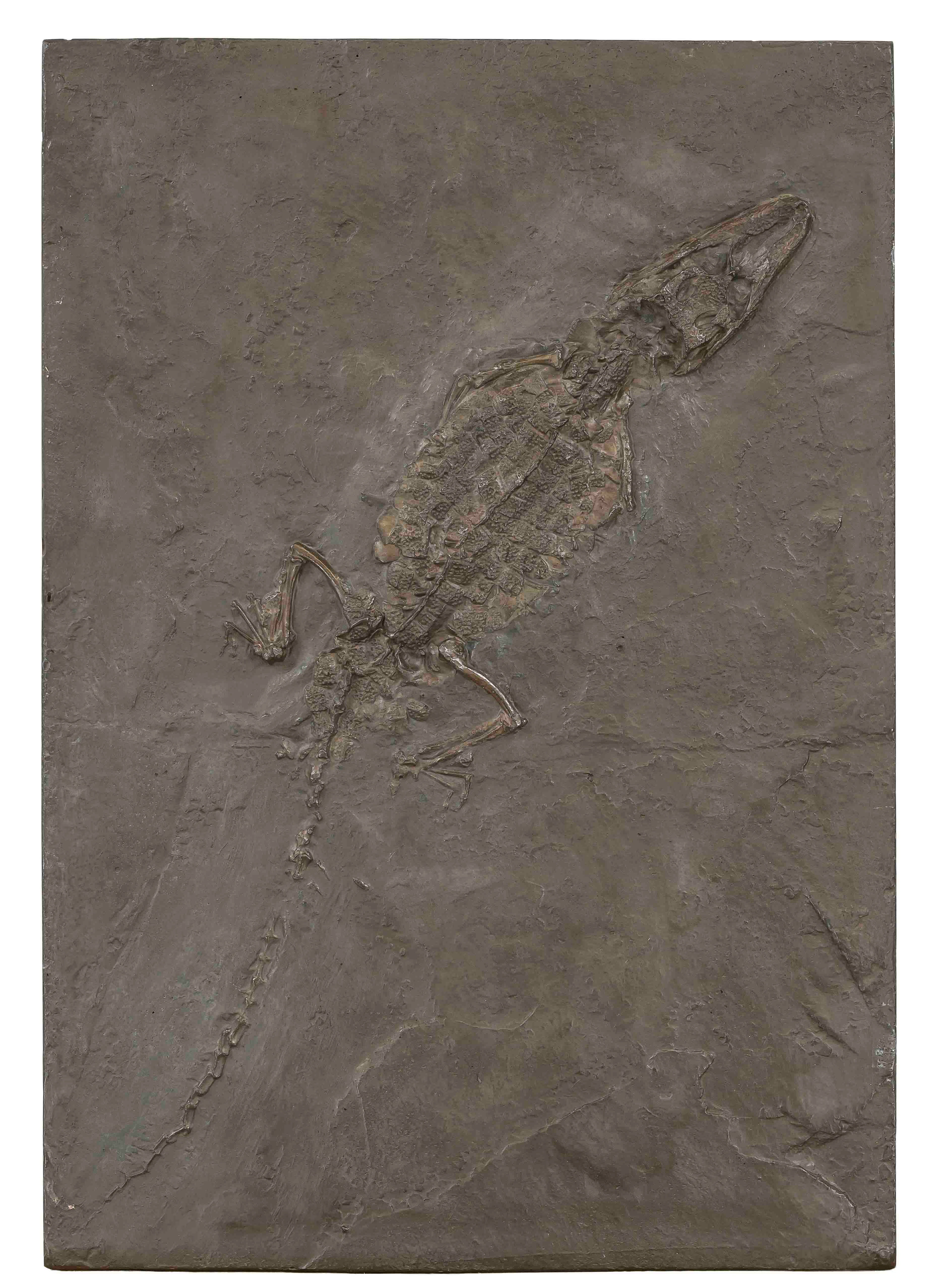 Replik des Fossils ''Krododil von