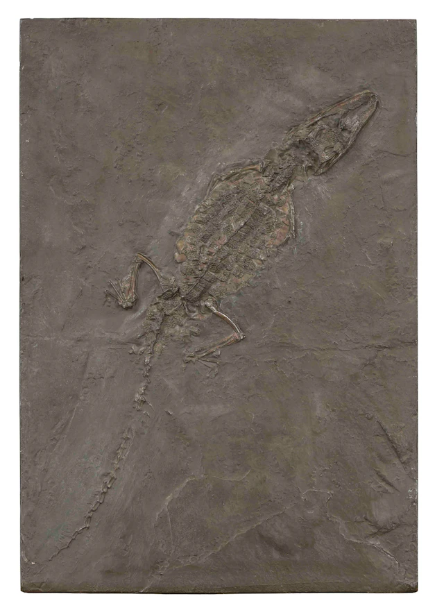 Replik des Fossils ''Krododil von