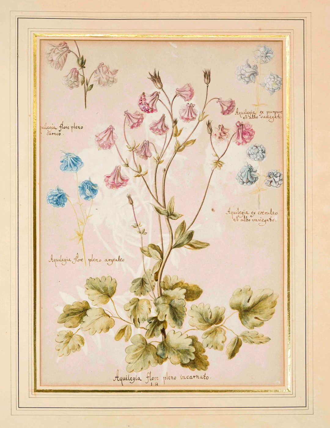 Botanische Zeichnung, wohl 18. Jh