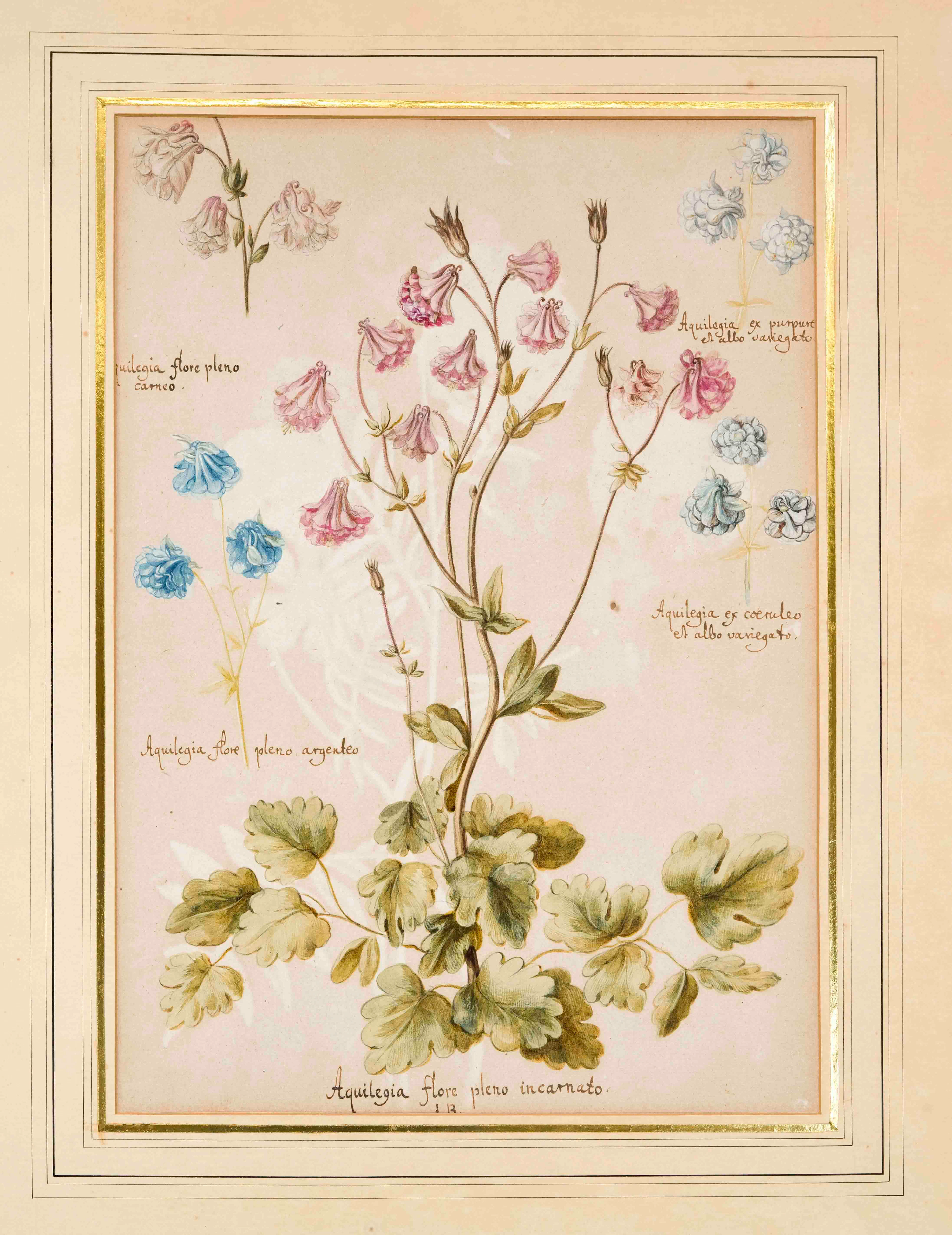 Botanische Zeichnung, wohl 18. Jh