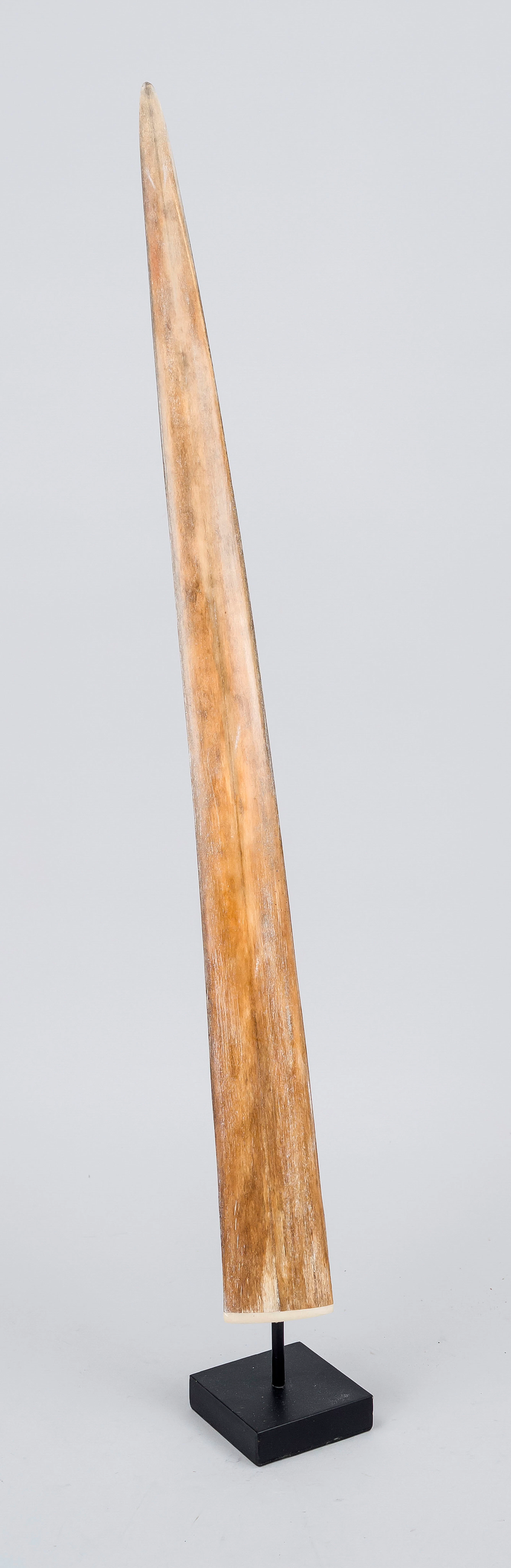 Rostrum eines Schwertfisches, um