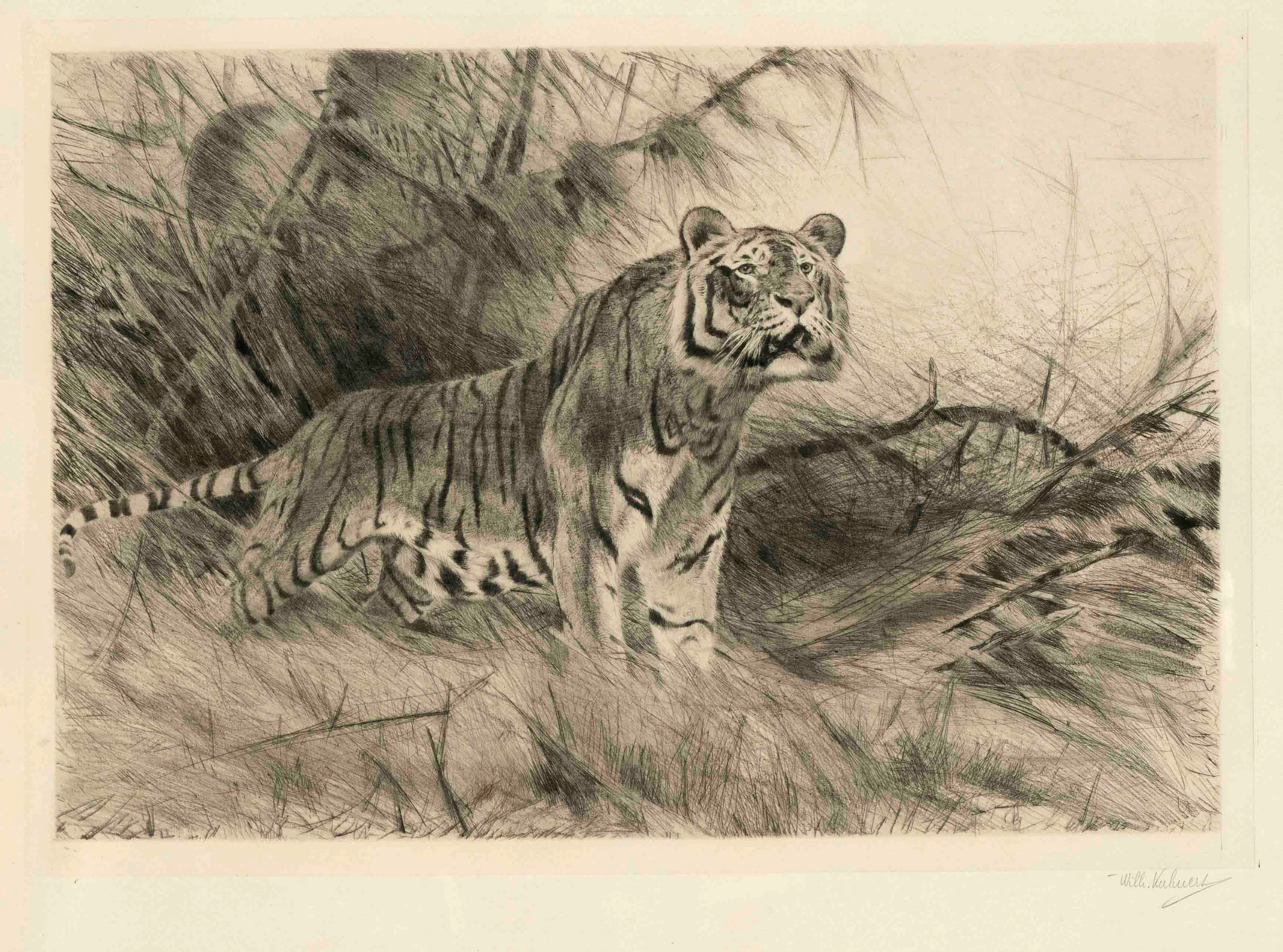 Wilhelm Kuhnert (1865-1926), Tige