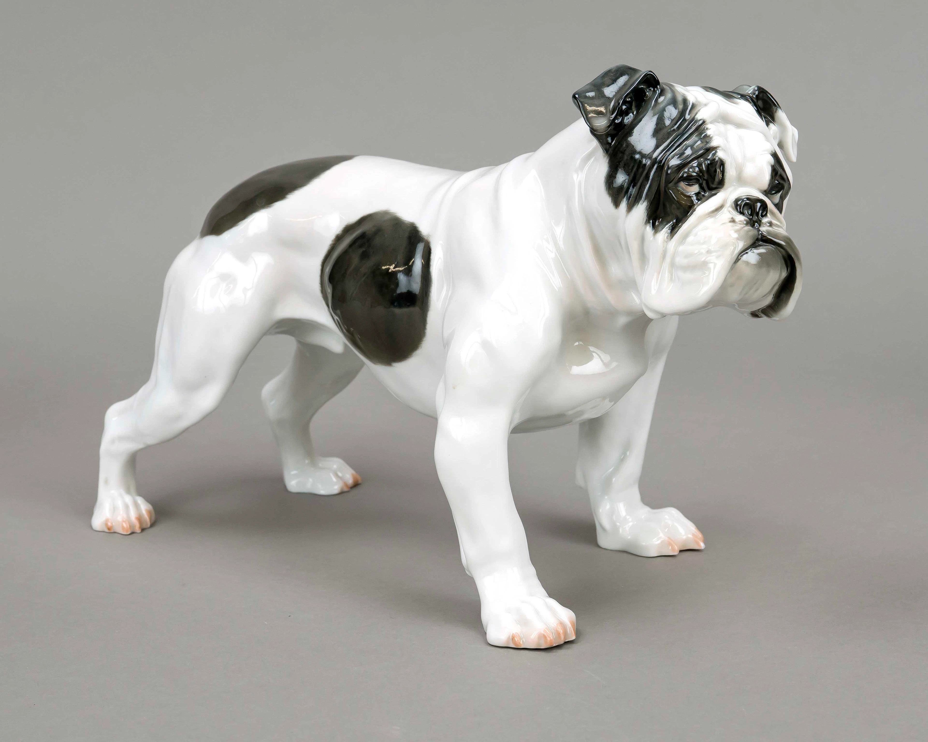 Große englische Buldogge, Rosenth