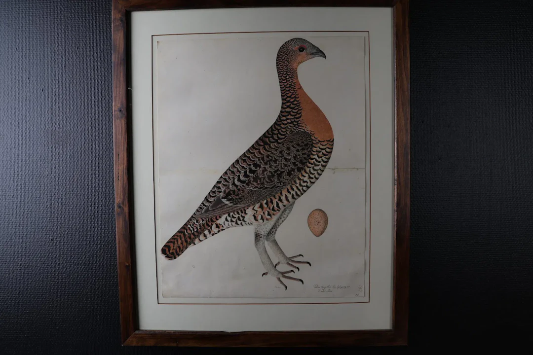 OLOF RUDBECK, efter, ”Tjäderhöna”, färgtryck.