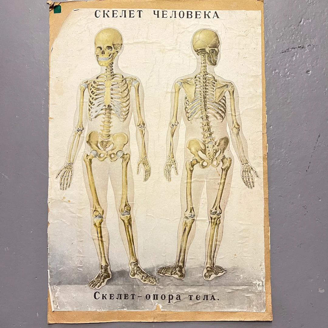 Dubbelsidigt Vintage Anatomiska Skolplanscher – Skelett & Blodcirkulation