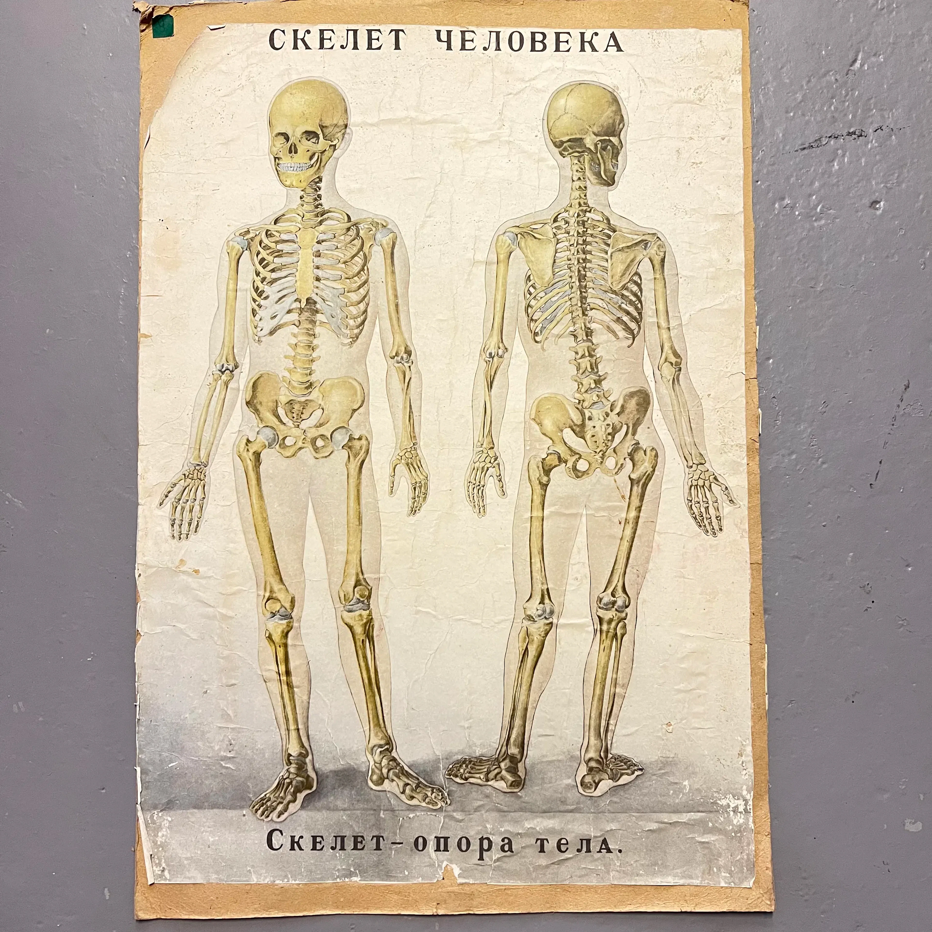 Dubbelsidigt Vintage Anatomiska Skolplanscher – Skelett & Blodcirkulation