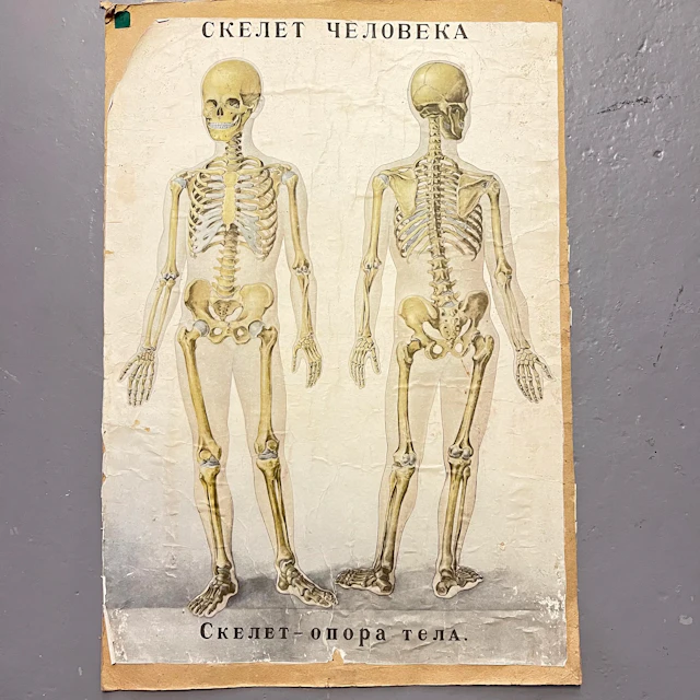 Dubbelsidigt Vintage Anatomiska Skolplanscher – Skelett & Blodcirkulation