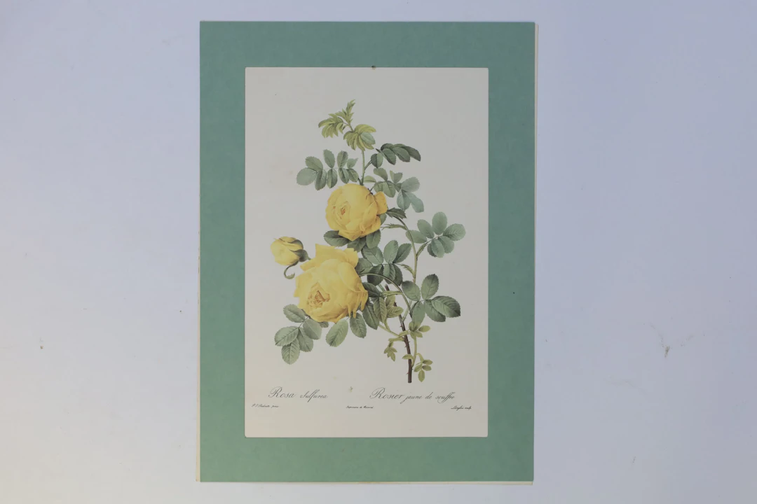 FRANKRIKE – EFTER PIERRE-JOSEPH REDOUTÉ, ”ROSA SULFUREA”, BOTANISKT